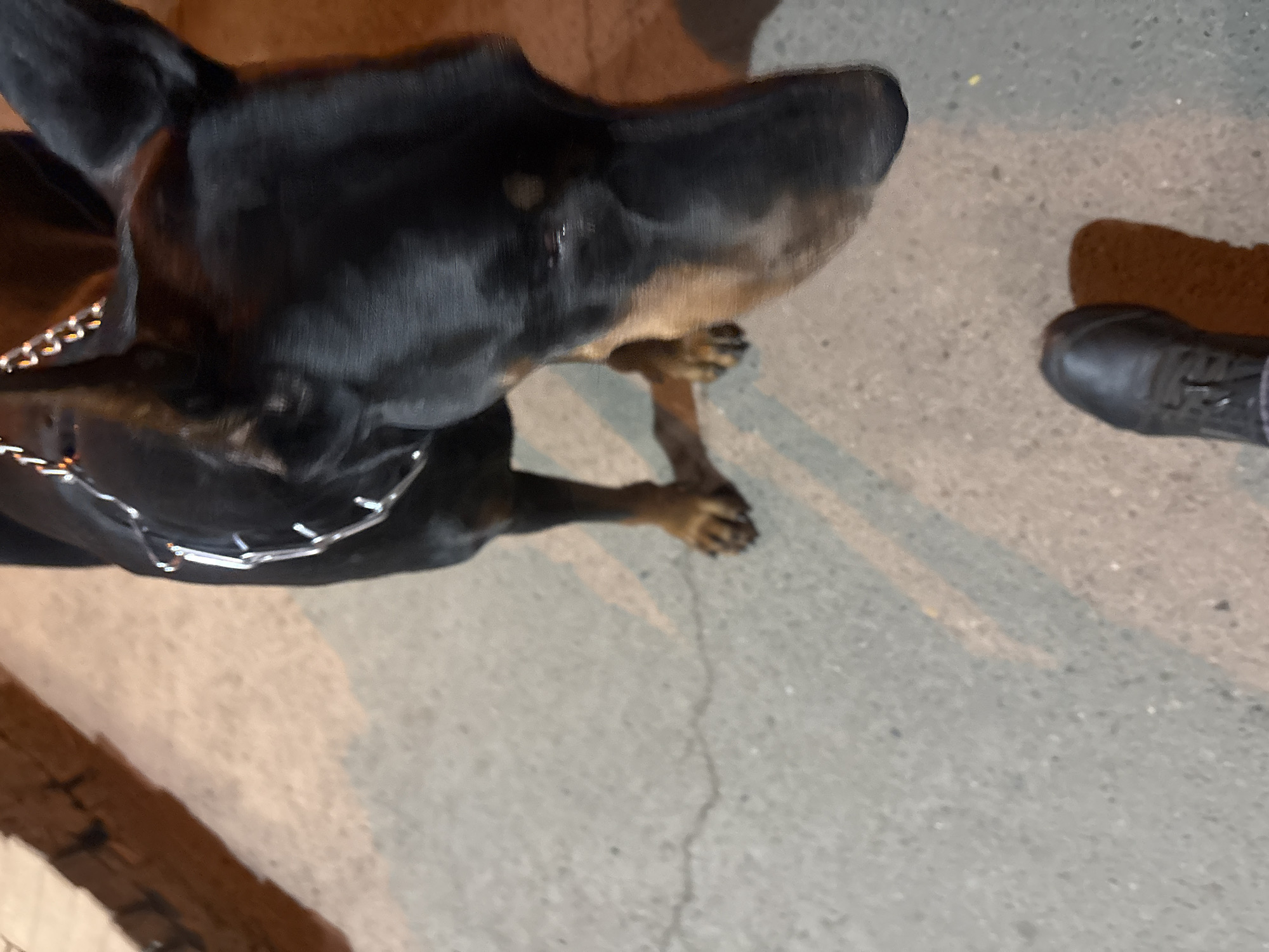 A high-angle shot shows a portion of a black and tan Doberman Pinscher with a silver chain collar standing on what appears to be a paved surface. To the right of the dog is a foot clad in a black boot. The location is possibly a city street, with the specific location in Krasnoyarsk, Russia, undetermined from this image alone. The lighting suggests the picture was taken at night.