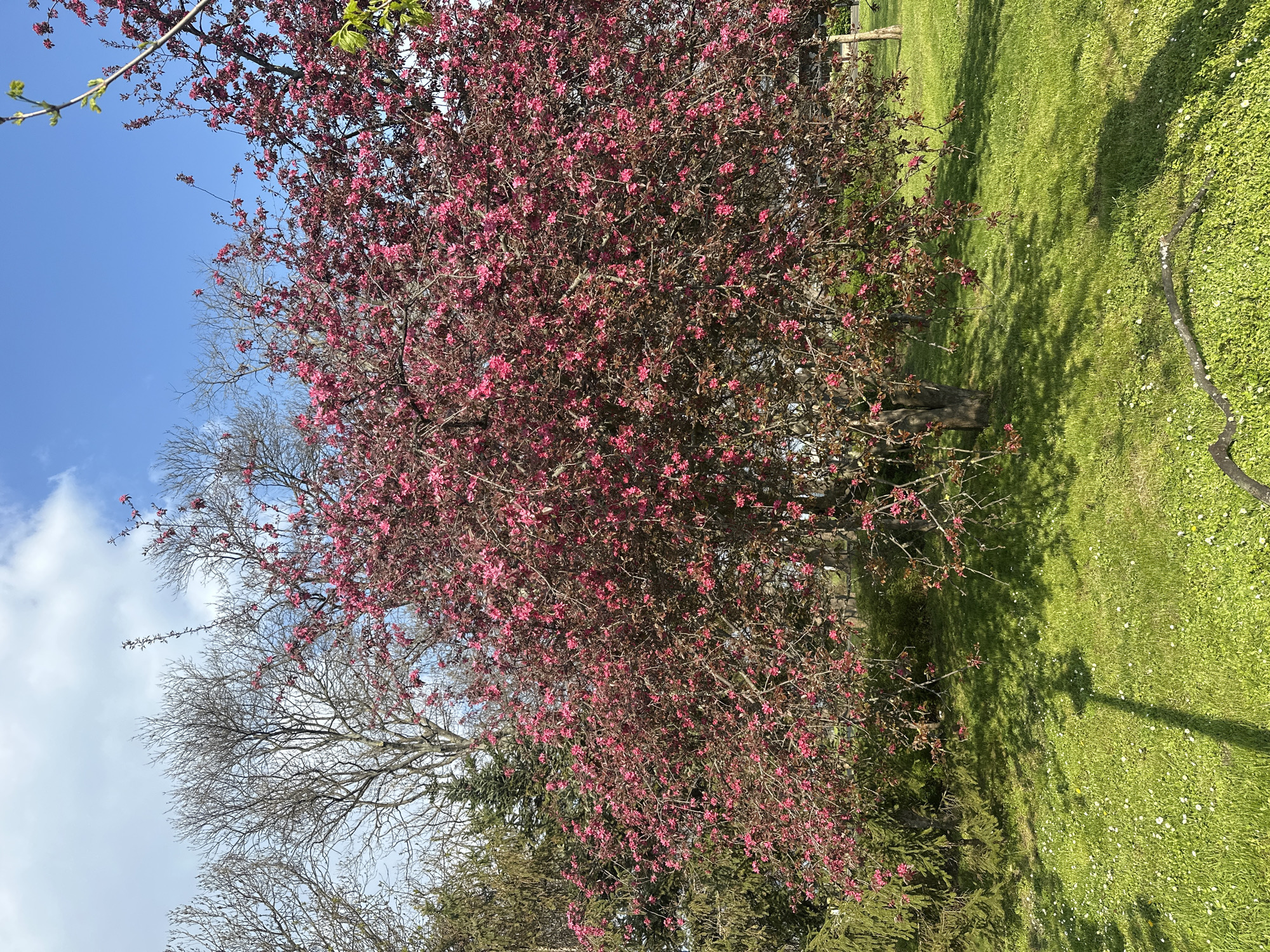 The image shows a landscape scene with a flowering tree as the main subject. The tree is covered in pink blossoms and is located in a grassy area, likely a park or garden. The grass is green and appears well-maintained, with scattered white flowers. Behind the flowering tree are other trees, some bare and some with green foliage, indicating a mix of seasons or tree types. The sky is blue with some scattered clouds. The location is in the city of Unknown, Unknown.