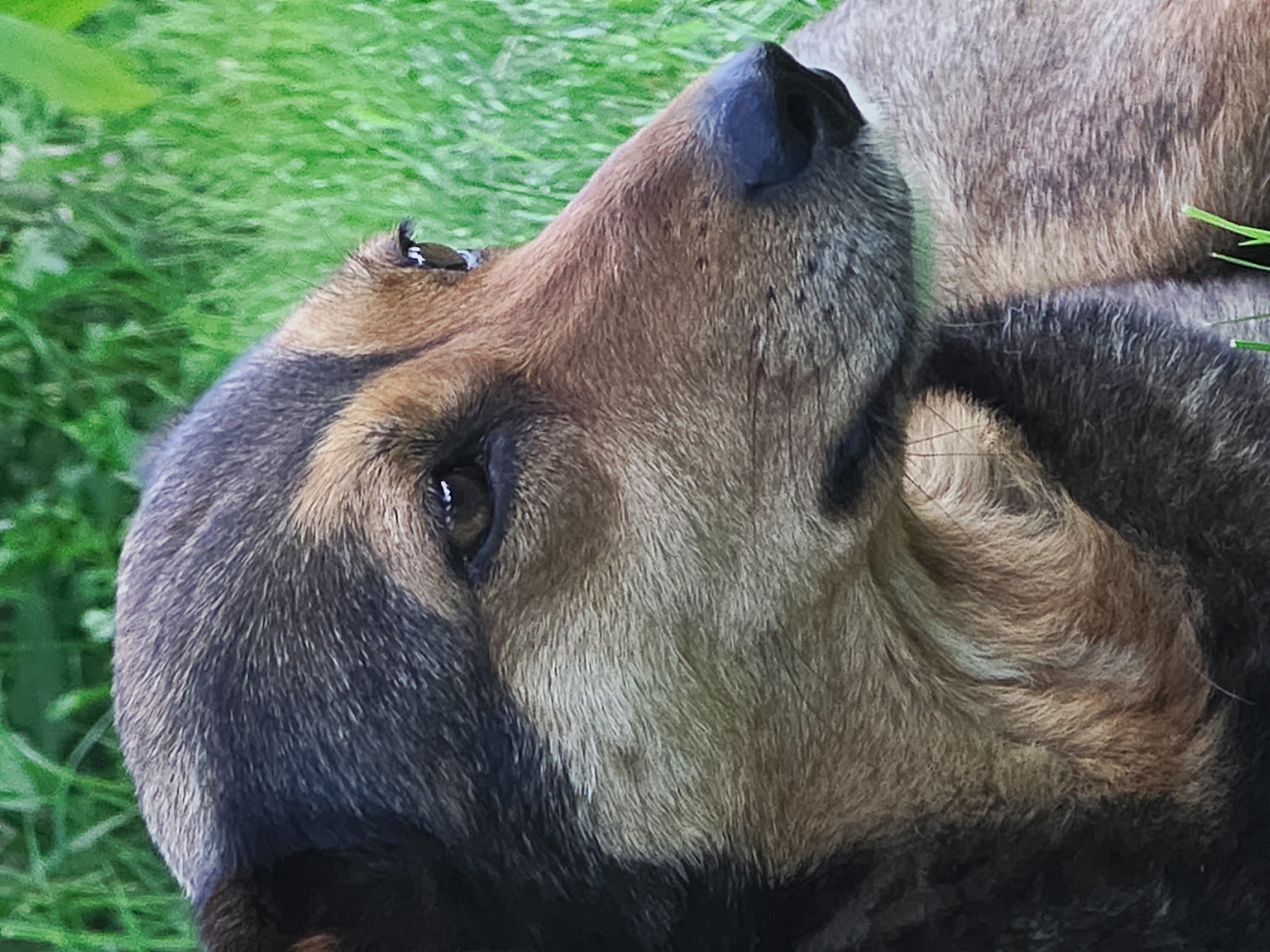 A close-up, profile shot of a mixed-breed dog with brown and black fur, lying down on green grass. The dog's head is turned to the right, with its brown eye looking towards the right side of the frame. The dog's snout is dark brown, and its ears are floppy. The background is a blur of green grass and foliage, suggesting an outdoor setting. The image was taken in the city of Varna, Bulgaria.