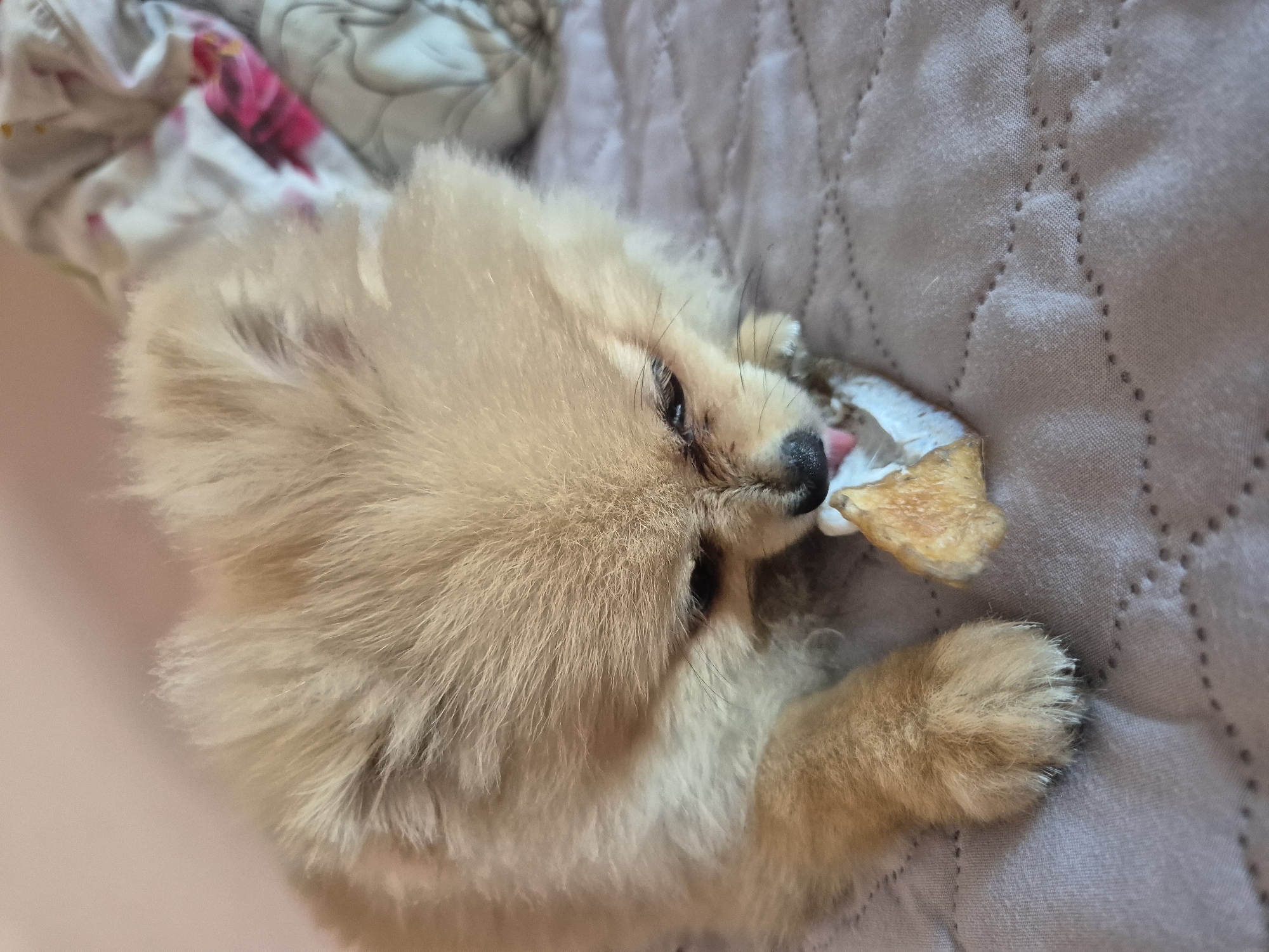 A Pomeranian dog is lying on a textured gray blanket, gnawing on a bone treat. The dog has light tan fur and is facing to the right of the frame. Its eyes are closed and its tongue is partially sticking out as it chews. In the background, a blurred floral-patterned fabric is visible. The scene is indoors.