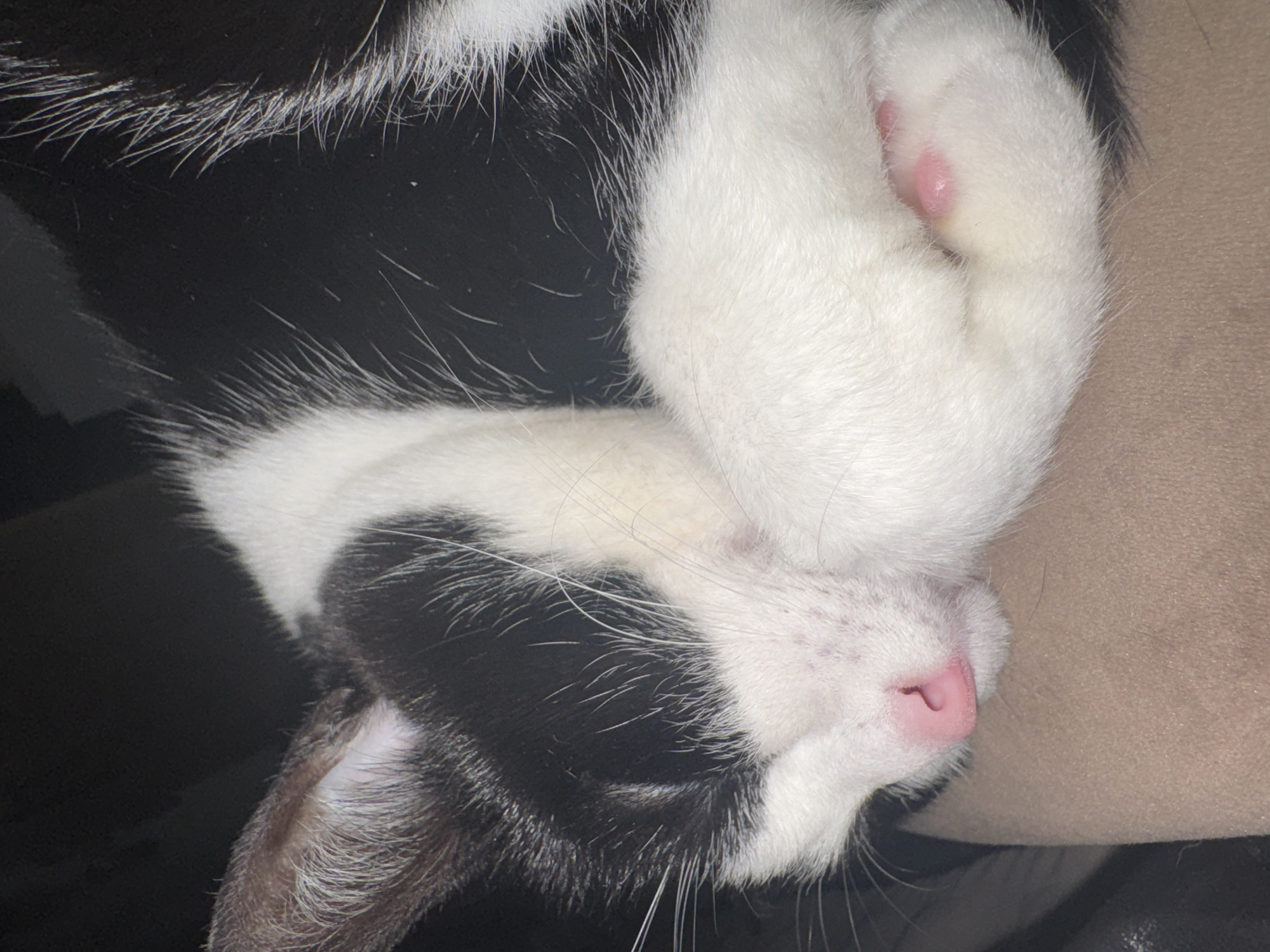 A black and white cat sleeps. Its pink nose is visible, and its white paws are curled near its face. The setting is dark and indistinct, with a portion of a light brown surface visible at the right edge of the image. The location in Chaikovsky, Russia, cannot be determined from this image.
