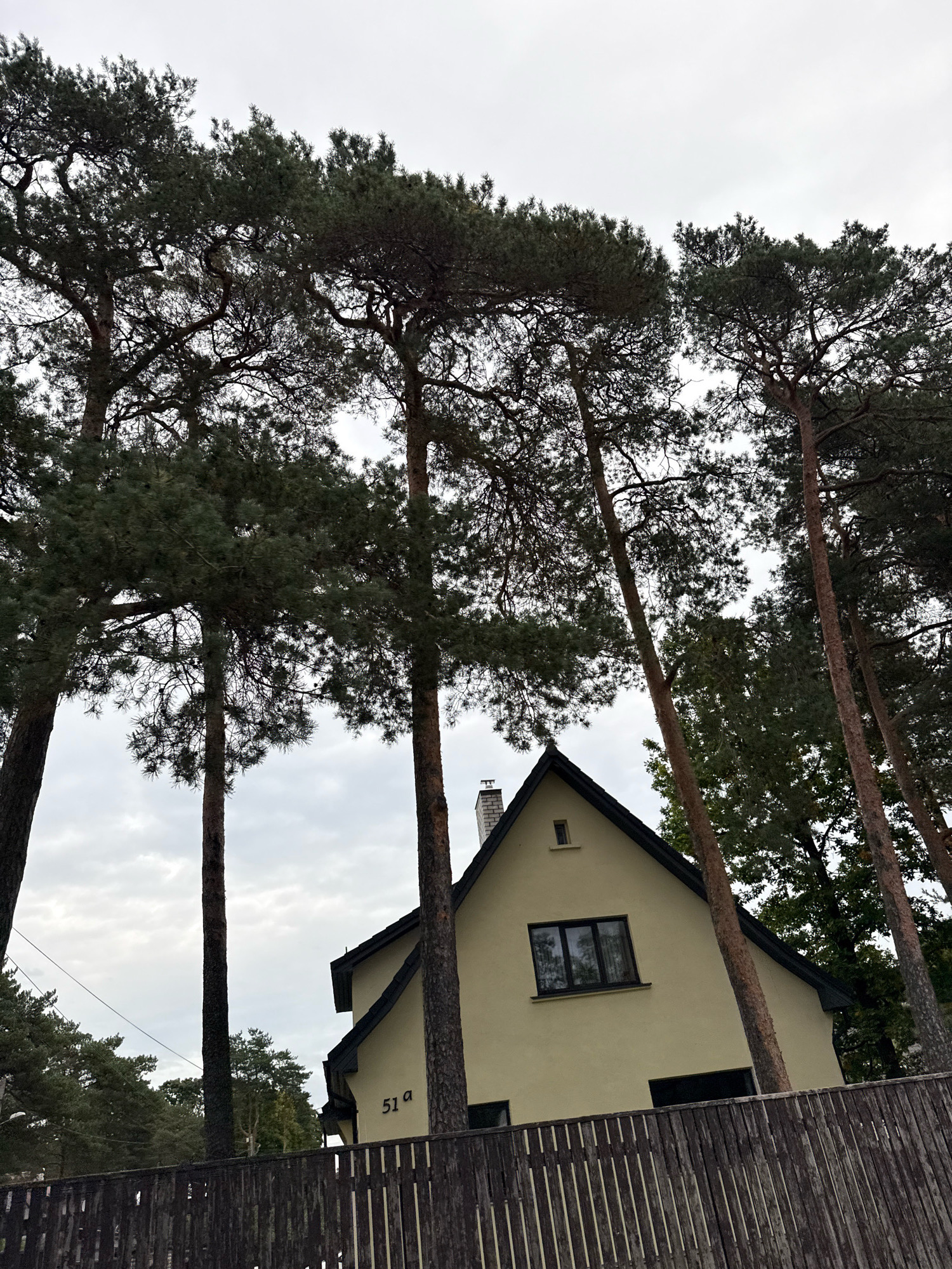 A low-angle, full outdoor shot shows a yellow house with a dark roof and a chimney, partially obscured by several tall, dark-barked pine trees with dense green foliage. The house has a dark-framed window on its upper floor and a smaller, lighter-framed window above it. The number "51a" is visible on the side of the house. A dark wooden plank fence runs horizontally across the foreground. The sky is overcast and cloudy. The scene appears to be in a residential area of Tallinn, Estonia, likely in a district with many pine trees.