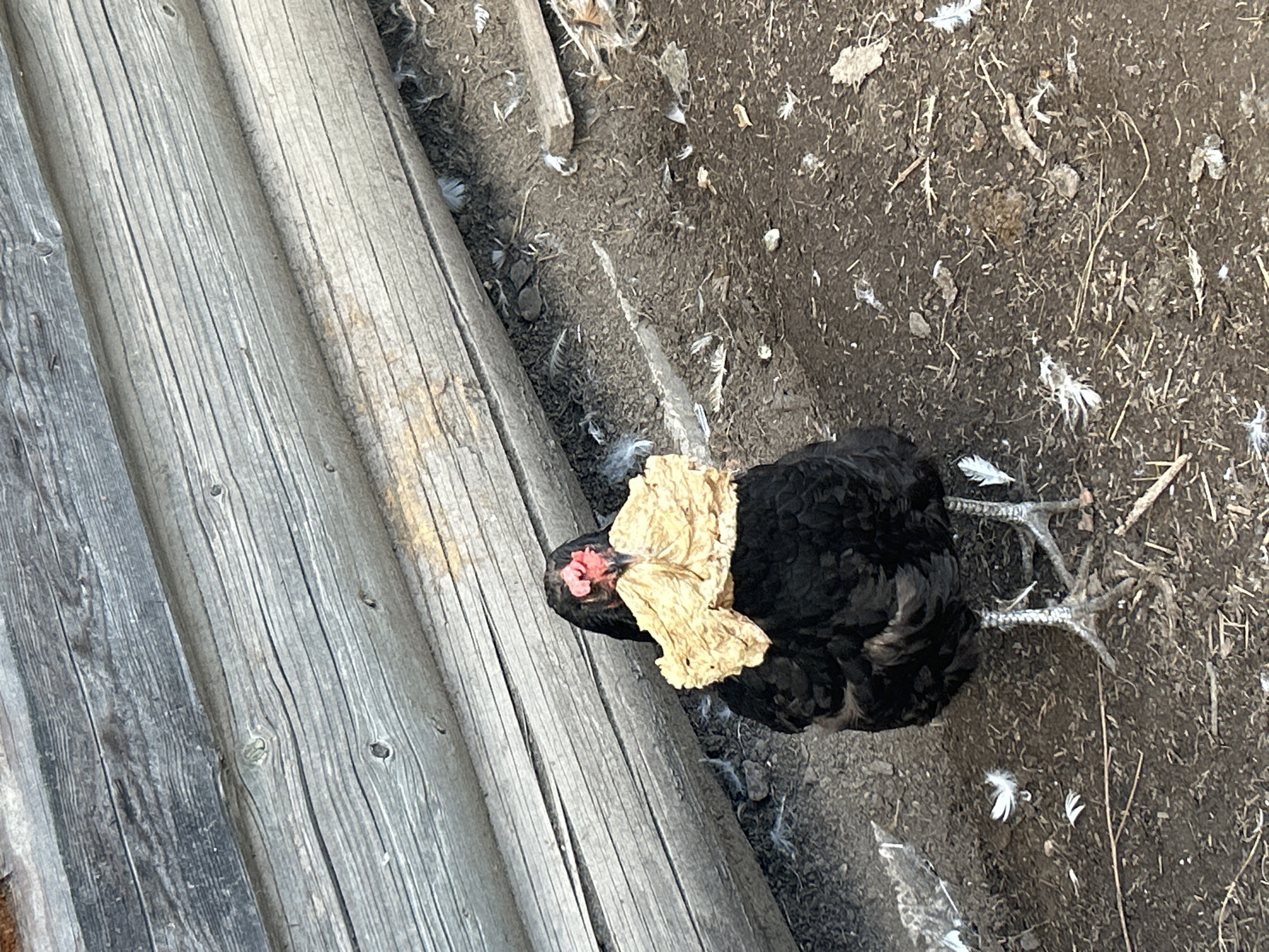 A black hen with a piece of tan-colored paper or fabric stuck to its head is standing on a dirt ground covered with feathers. The hen is positioned in front of a rustic wooden wall made of horizontal logs. The scene appears to be outdoors, possibly in a farmyard or coop. The location is identified as Kalitsino, Russia.