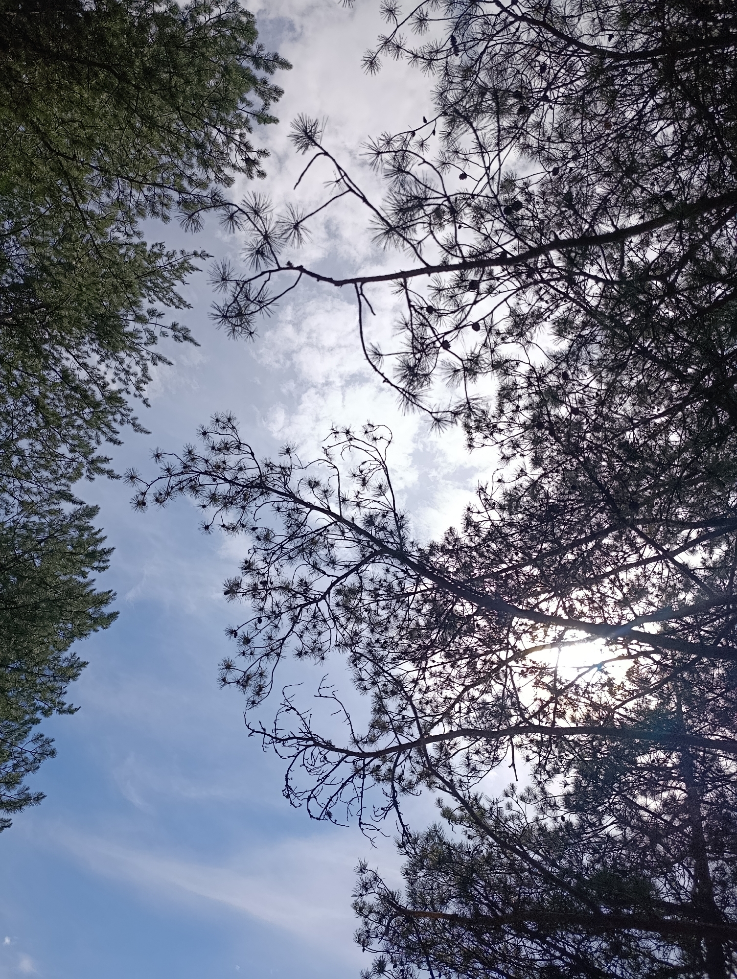 The image is a low-angle shot looking up at the sky through pine trees, with the sun shining through the branches. The sky is blue with scattered white clouds. The pine needles are dark green and sparse, creating a lacy silhouette against the sky. The branches are dark brown and twisted, with some visible pinecones. The scene appears to be in a natural outdoor setting, likely a forest or park. There are no people or animals visible in the image.