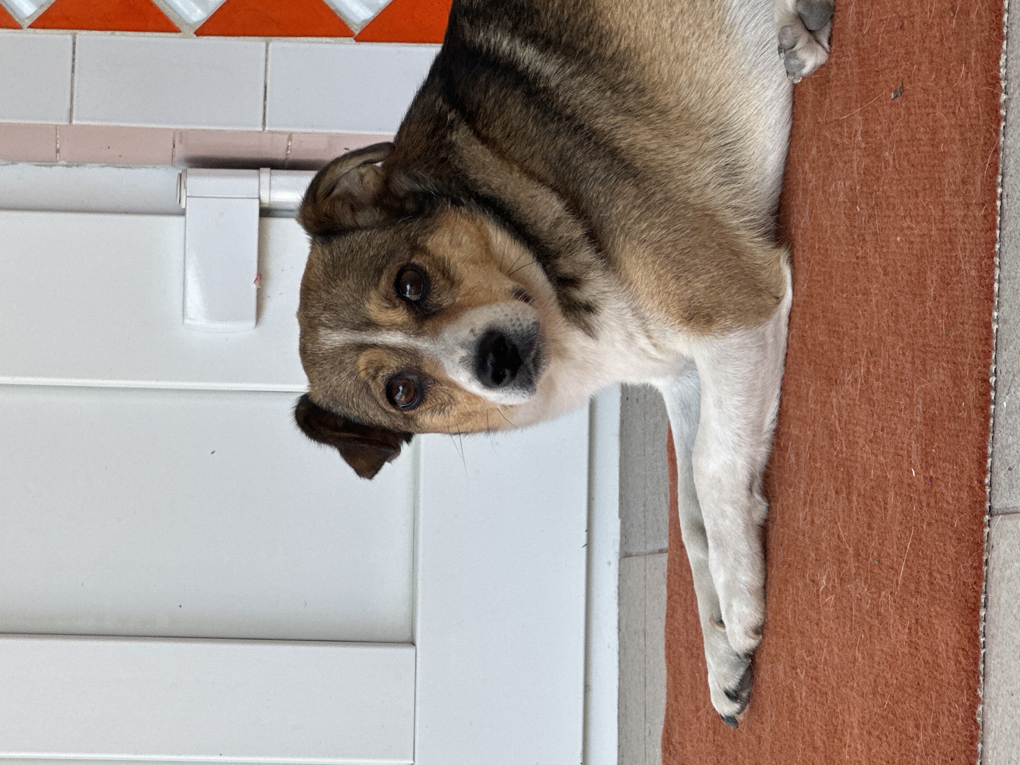 A medium-sized dog with brown, white, and black fur is lying on an orange mat in front of a white door. The dog's head is turned towards the viewer, with its eyes open and alert. Its front paws are crossed in front of it. The background consists of a white door, a tiled wall with orange and white accents, and a tiled floor. The scene appears to be outdoors.