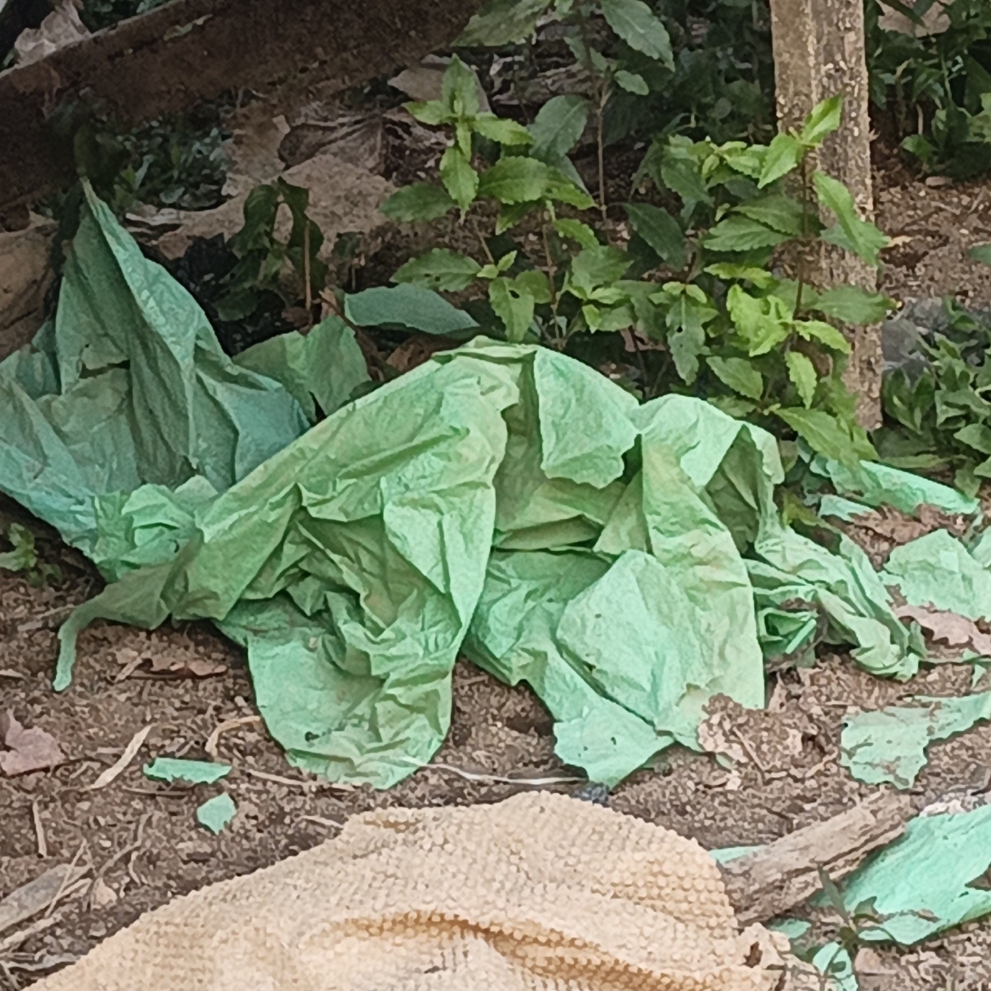 The image depicts an outdoor scene with scattered green plastic sheeting on the ground, amidst dry leaves, dirt, and some green foliage. In the foreground, a section of a light-colored, textured object, possibly fabric or a mat, is visible. The overall impression is one of neglect or discarded materials in a natural or semi-natural environment, potentially on the outskirts of Sungai Rasau, Indonesia. There are no people or animals present in the image.