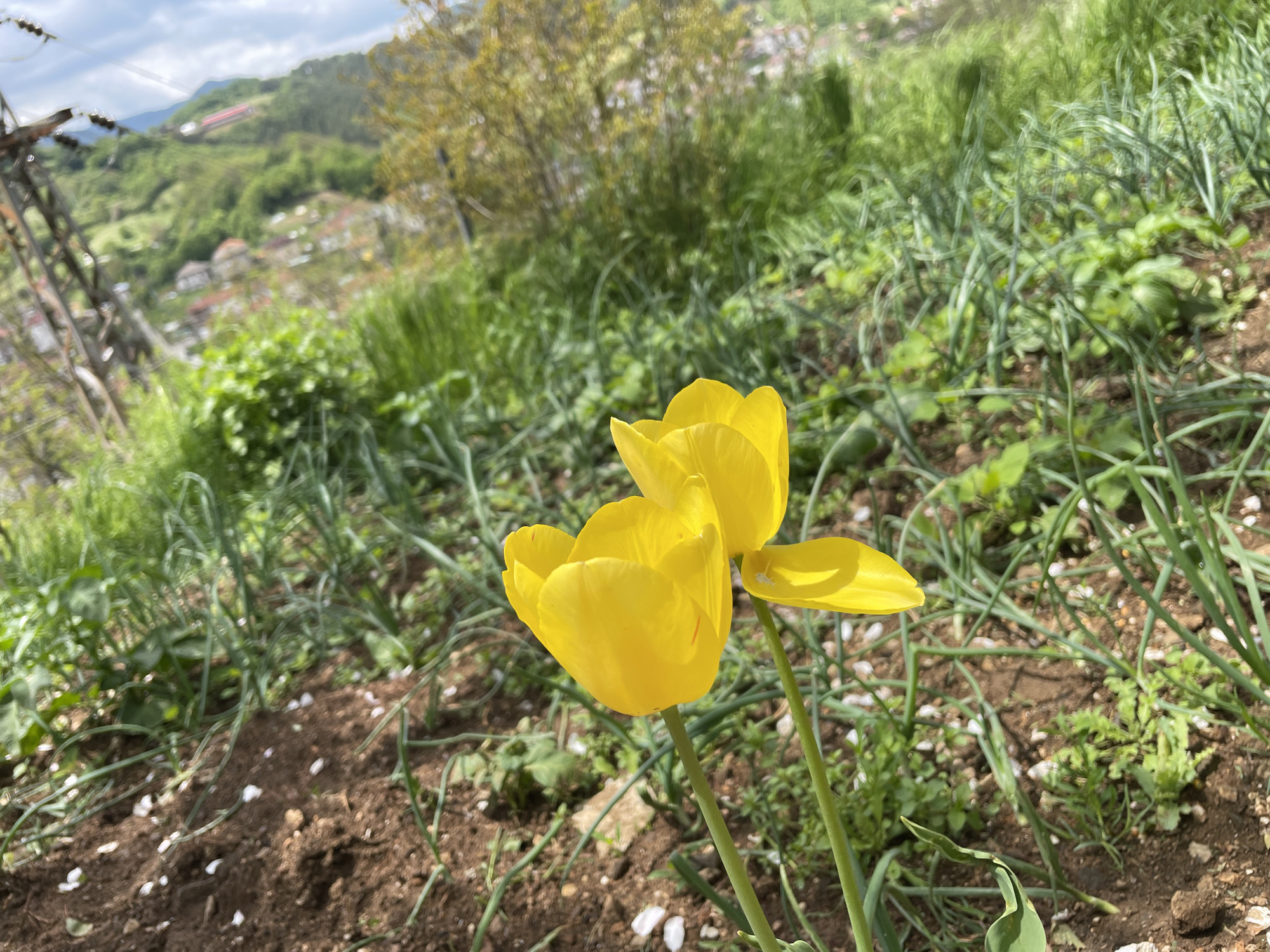 The image shows two yellow tulips in full bloom in a garden setting. The flowers are the primary focus, with one slightly in front of the other. The foreground consists of dark brown soil scattered with small white objects, possibly petals or fertilizer. Green grass and taller, slender green plants surround the tulips. In the background, there's a blurred view of a hillside with trees and a settlement, possibly a town or village. An electricity pylon can be seen to the left of the frame. Based on the location in the city of Zlatograd, Bulgaria, the surrounding landscape is likely hilly or mountainous. The sky is visible at the top of the frame and is partly cloudy.