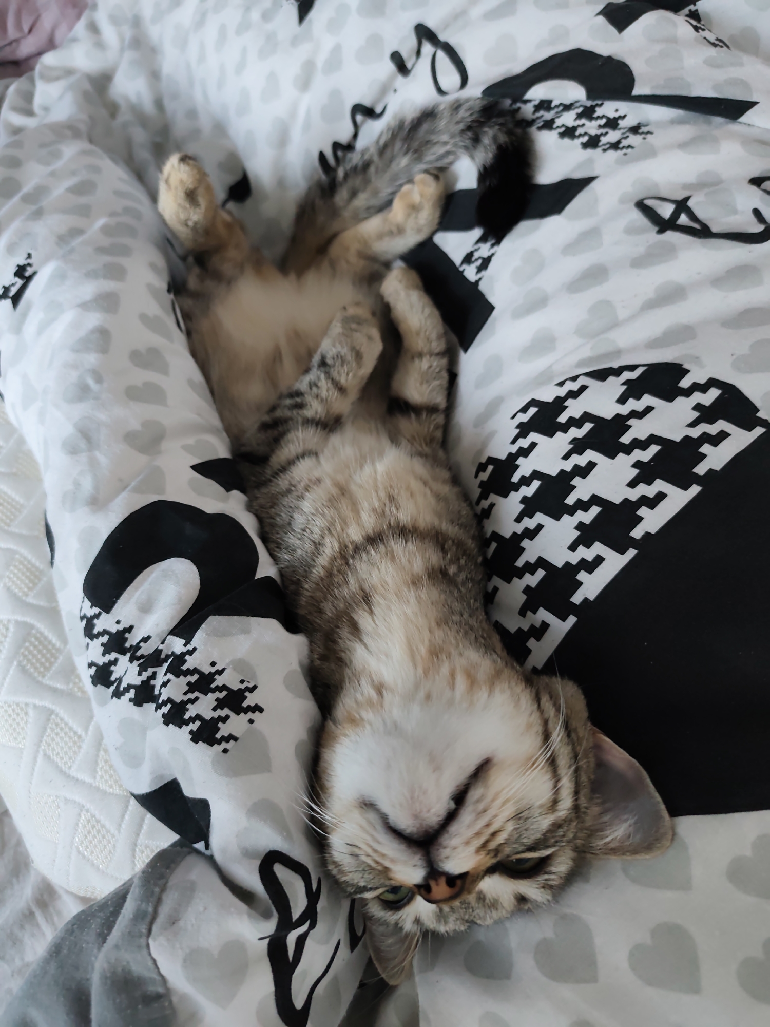 A cat is lying on its back on a bed with patterned bedding. The cat is light brown with tabby markings and a black-tipped tail. The bedding features a mix of patterns including hearts, houndstooth, and abstract shapes in black, white, and gray. The location appears to be indoors, likely a private residence. There is no indication of the city of Chaikovsky, Russia, or any other specific geographic location.