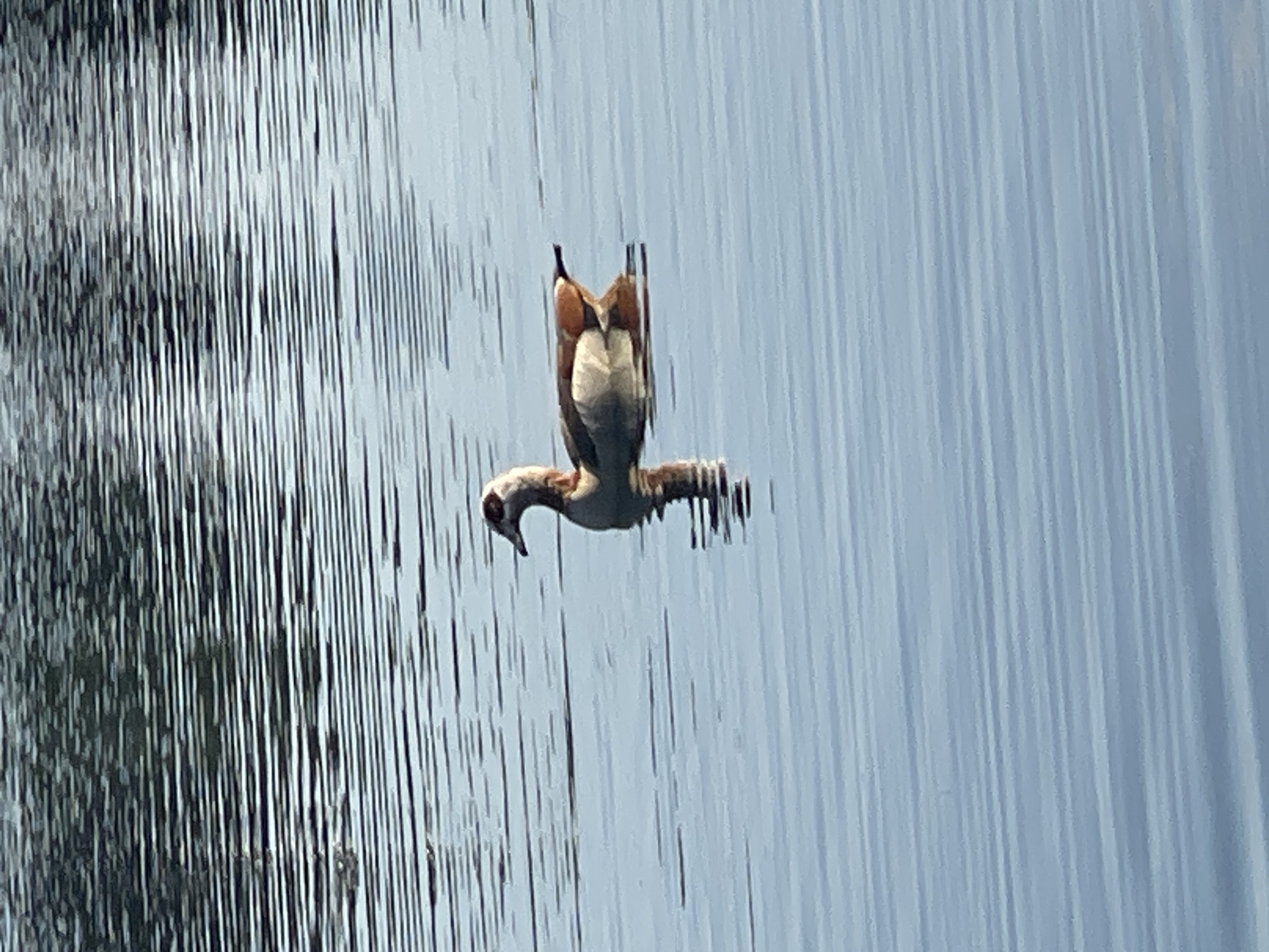 A lone Egyptian goose swims on a calm body of water with a rippled surface. The goose is facing left, with its head turned slightly back, and its body is mostly submerged. The water reflects the sky, creating a muted blue and grey palette. The scene is captured in a medium shot, with the goose as the central subject. The background is out of focus, emphasizing the goose and its immediate surroundings. The overall impression is one of tranquility and natural beauty.