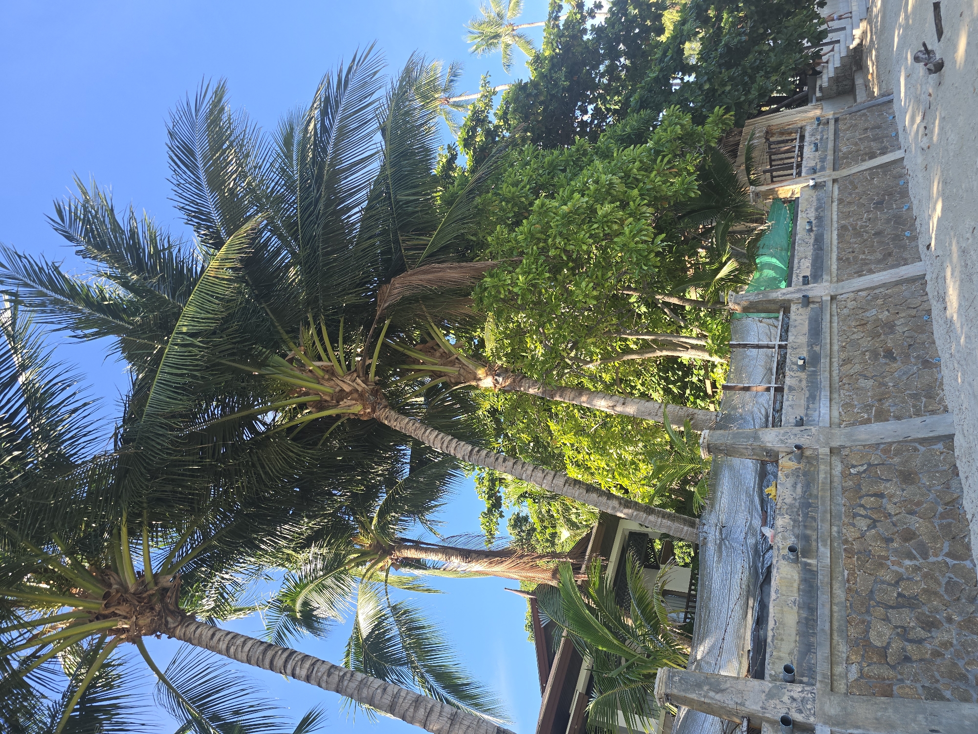 The image depicts a tropical scene with clear blue skies and lush green palm trees. In the foreground, several tall palm trees with their distinctive fronds dominate the view. Their trunks, textured and gray, reach upwards towards the sky. Behind the palm trees, a vibrant green canopy of other trees adds depth to the foliage.
To the right of the palm trees, a section of a building or outdoor structure is visible. This structure appears to be under construction or renovation. It features a stone-clad wall and concrete beams, with some areas covered by a shimmering, reflective material, possibly tarpaulin or sheeting. Some piping is also visible, protruding from the concrete. A bright green net is draped over part of the structure.
Further back and slightly to the right, a series of stone steps ascend. On these steps, two individuals can be seen. One appears to be sitting or crouching, while the other is standing, both facing away from the camera. Their presence suggests a human element within the otherwise natural and construction-focused environment.
The scene is bathed in bright sunlight, indicating it is daytime. The clear blue sky suggests good weather. The presence of palm trees and the overall ambiance strongly point to a tropical or sub-tropical location, likely a beach or resort area, given the visible construction which might be for accommodation or leisure facilities. The image captures a moment of outdoor activity within a developing or undergoing-maintenance environment. No text is visible in the image.