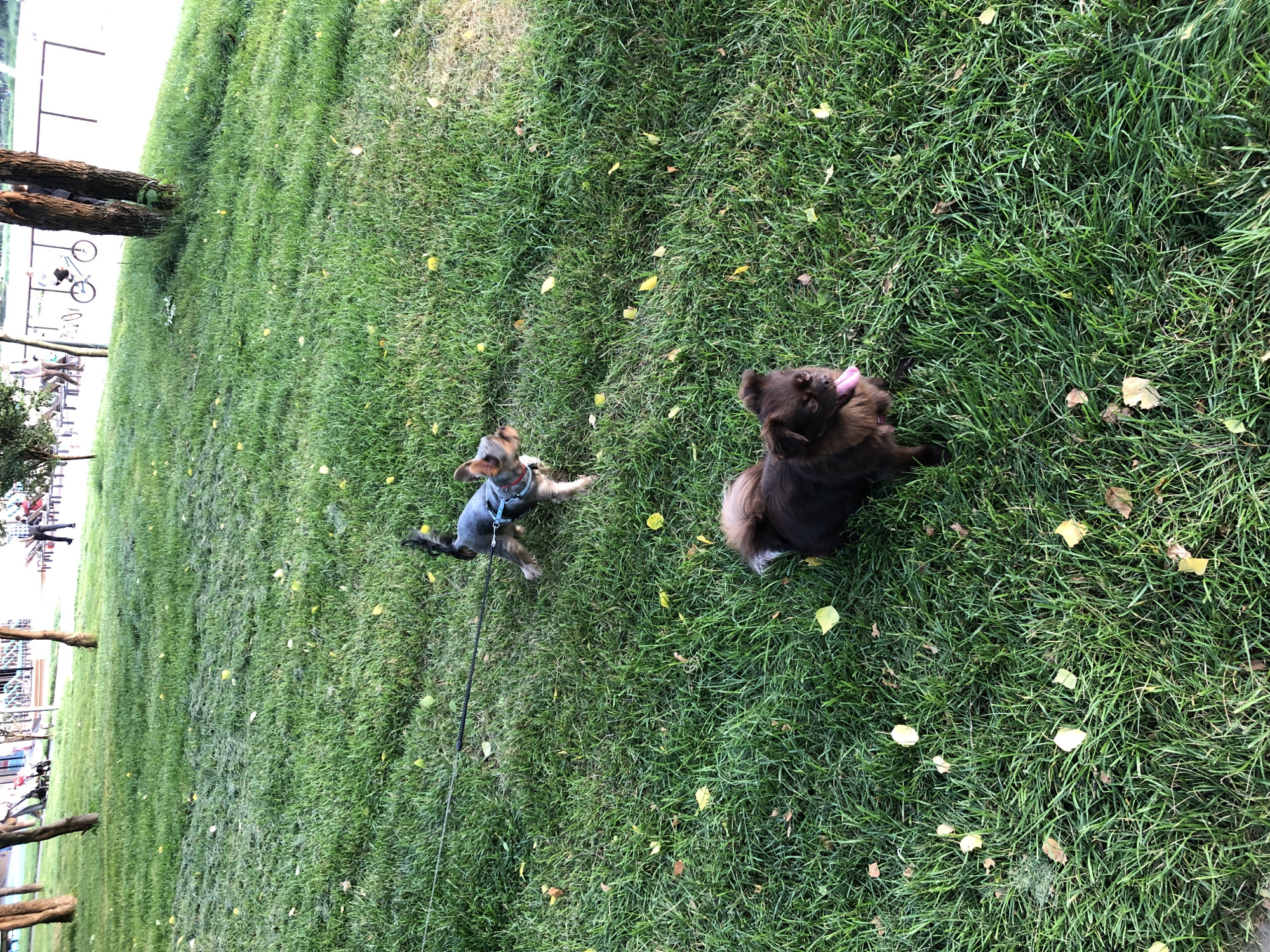 The image captures a grassy area, likely a park, with scattered yellow leaves. Two small dogs are present. In the foreground, a dark brown, fluffy dog with its tongue out is lying down, facing left. In the background, a smaller, light brown and black dog with a blue harness is standing on a leash, facing right. The background also shows trees, a pathway, and people in the distance, with a bicycle visible. Based on the context provided, this scene is located in the city of Khimki, Russia.