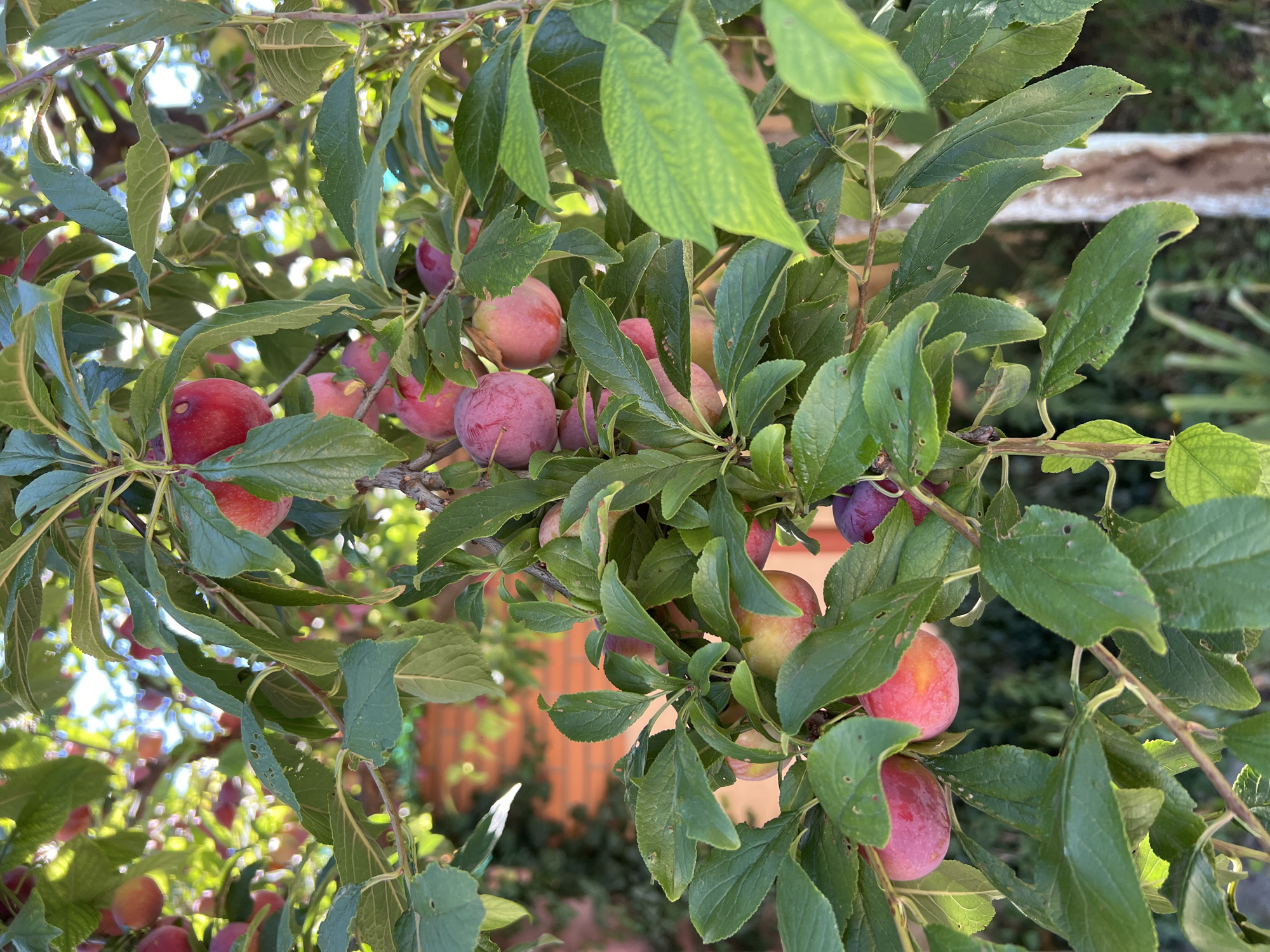 The image shows a close-up view of a plum tree branch laden with ripe plums. The plums vary in color from deep red to pink and some have a yellowish hue. They are clustered amongst lush green leaves, some of which show signs of minor damage or insect activity. The background is softly blurred, suggesting an outdoor setting. In the distance, a brick wall and greenery are visible, hinting at a garden or yard. The sunlight filters through the leaves, creating dappled light and highlighting the fruit. The overall impression is one of abundance and the ripeness of the fruit in what appears to be a temperate climate. The location is stated to be in Fontanka, Ukraine.
