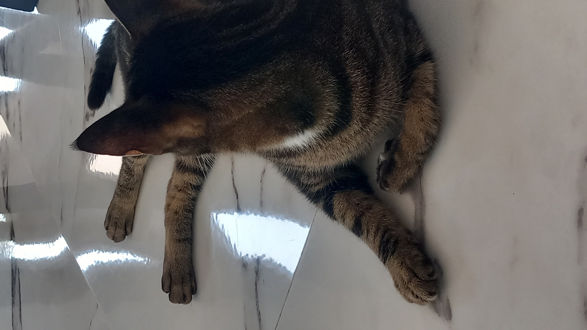 A tabby cat is lying on a white tiled floor. The cat is facing away from the camera, with its back and head visible. Its paws are extended in front of it. The floor is shiny and reflects light. There is no indication of a specific location in the city of Άγιος Νεκτάριος, Greece.