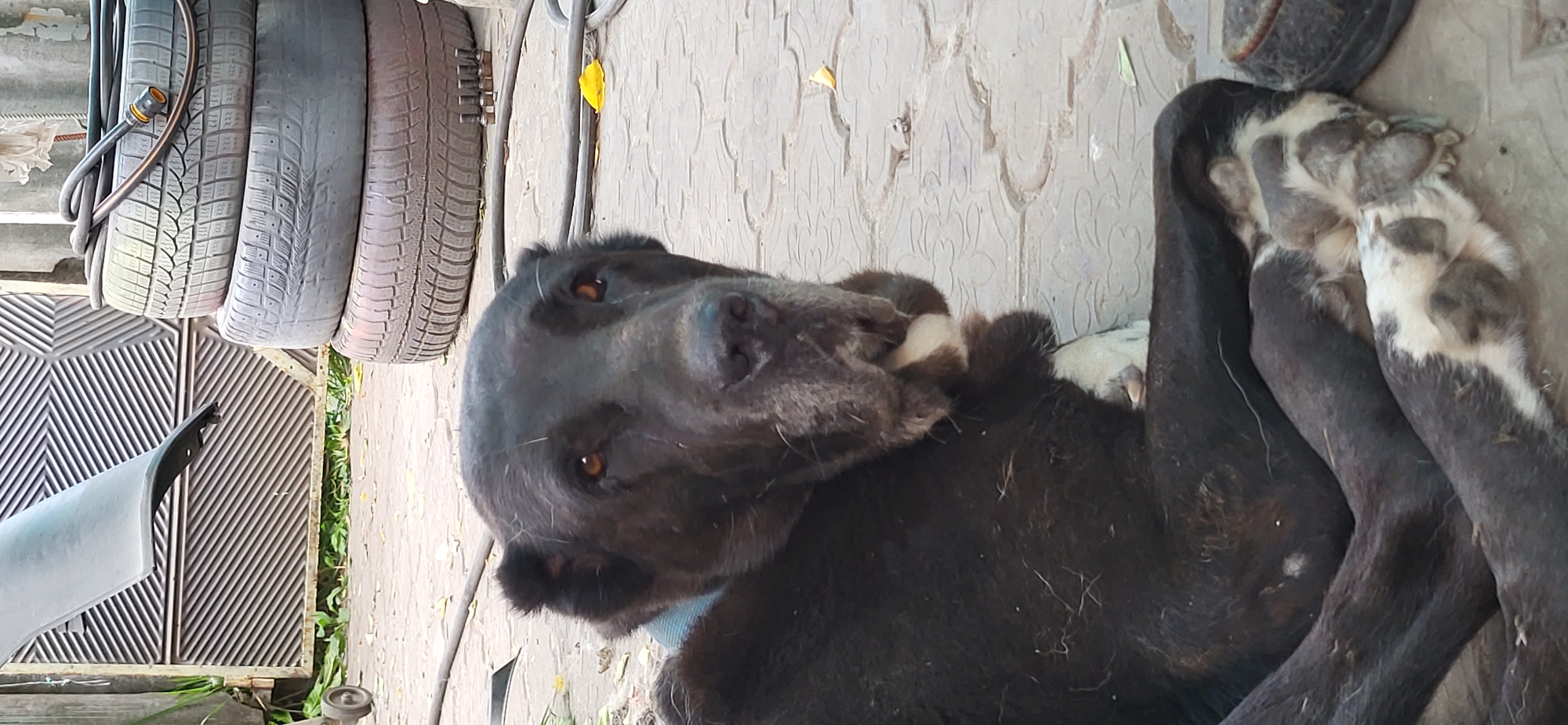 A large black dog with brown eyes is lying on a paved surface in Tetianivka, Ukraine. The dog is resting its head on its paws, and its body is partially obscured by its legs. Behind the dog, a stack of tires is visible, along with a metal gate and some greenery. The environment appears to be outdoors, possibly in a yard or an industrial area. The lighting suggests it is daytime.