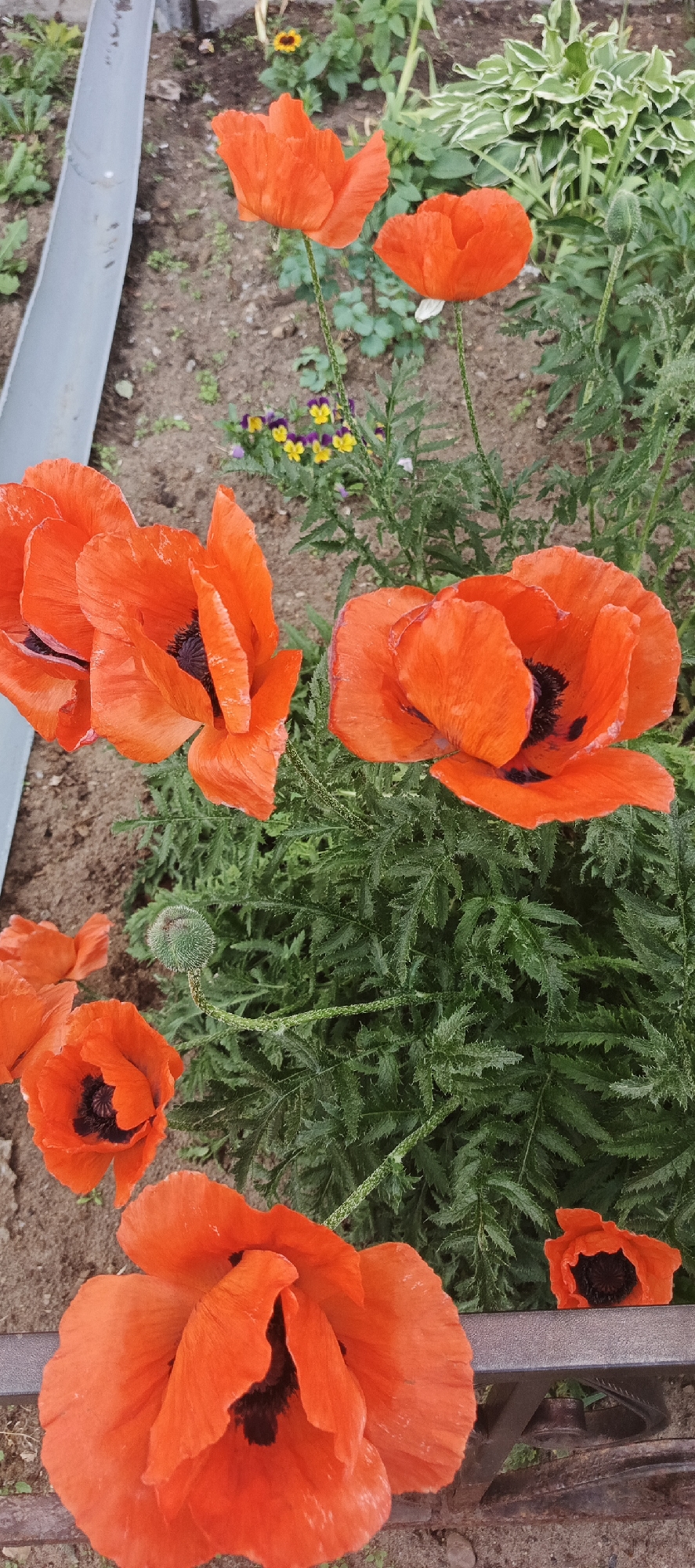 In Chaikovsky, Russia, a close-up shot captures a cluster of vibrant red poppies in a garden setting. The flowers, characterized by their delicate, crinkled petals and dark centers, are the primary focus. They are interspersed with lush green foliage, some of which appears feathery. A single, unopened poppy bud stands upright, its green casing slightly fuzzy. In the background, small yellow and purple flowers add touches of color. The ground beneath the plants consists of loose soil and a few scattered pebbles. A portion of a gray, cylindrical object, possibly a pipe or drainage channel, runs along the left edge of the frame, and a weathered metal railing is visible along the bottom. The overall scene is a naturalistic portrayal of a garden in bloom.