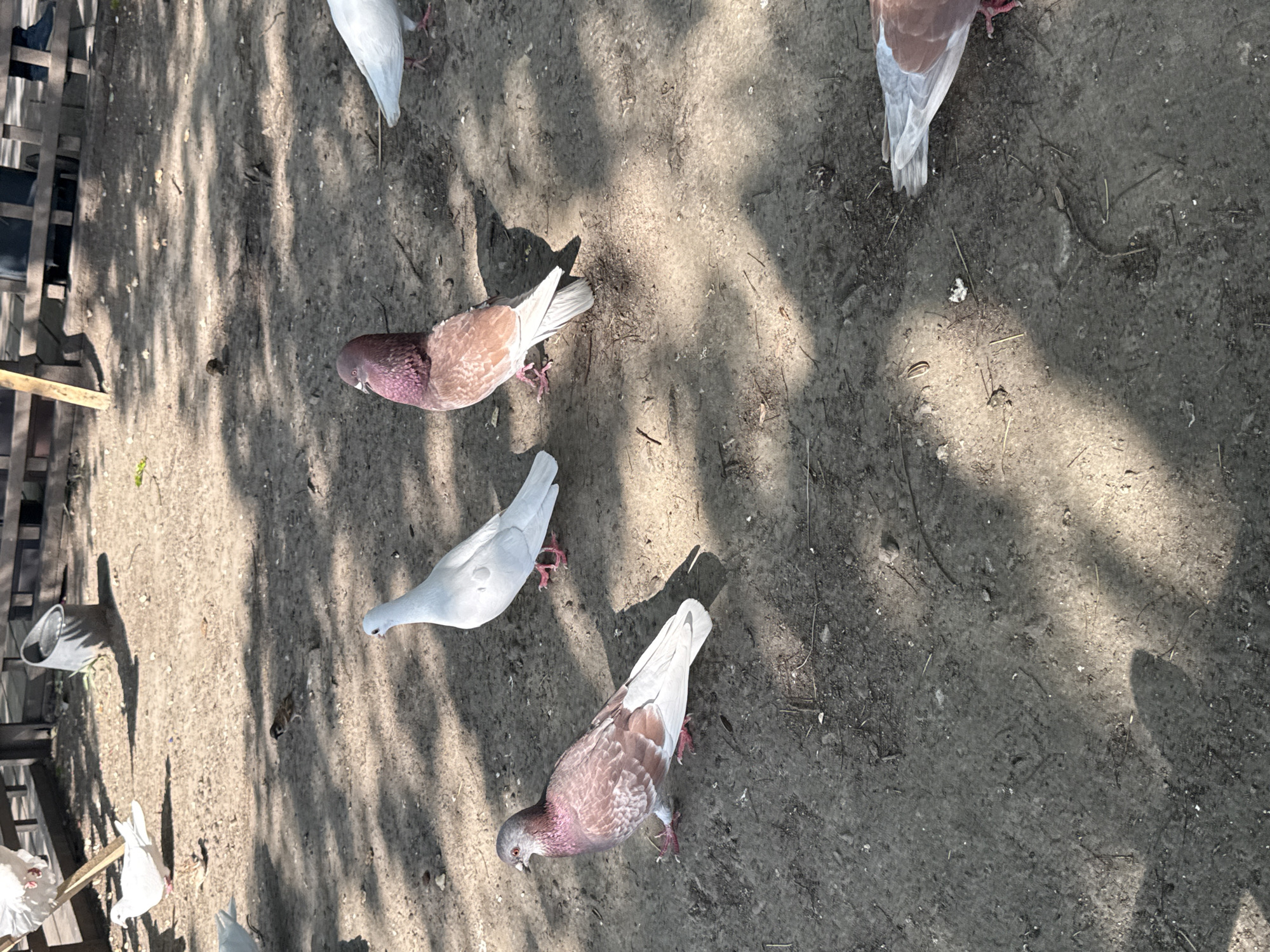 The image shows a ground-level view of several pigeons in an outdoor environment. The surface is dirt and sand, dappled with sunlight and shadows. There are five pigeons of various colors and patterns visible, including white and brown varieties. Some of the birds appear to be foraging on the ground. A wooden structure is visible on the left side. The location is unknown.