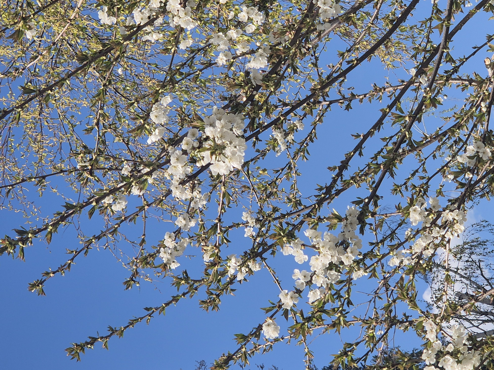 The image shows a low-angle view of branches of a tree with white blossoms against a bright blue sky. The branches are covered with both white flowers and new green leaves. The background is a clear blue sky. In the lower right corner, there is a hint of another tree. The location, Pavlikeni, Bulgaria, is not evident from the visual content of the image.