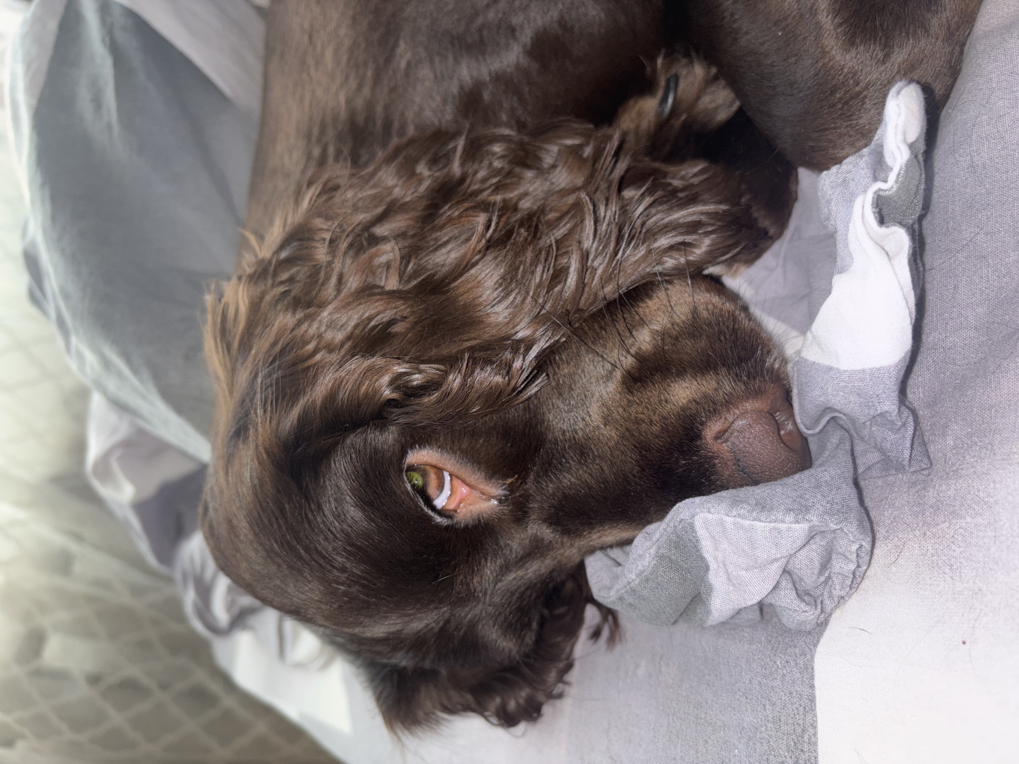 A dark brown, long-haired dog, consistent with a Spaniel breed, is depicted lying down indoors in what appears to be a bed or similar resting area within the city of Марковский, Russia. The dog's head is resting on a light gray and white striped fabric, likely a blanket or sheet. Its right eye is partially visible, exhibiting a greenish-hazel iris and a small amount of white discharge in the medial canthus. The fur is wavy, particularly on the ears and around the head. The animal appears to be at rest. The background is out of focus, showing indistinct light-colored fabrics and a faint patterned element, possibly a curtain or blinds, indicating an indoor environment with ambient light. No other individuals or significant objects are discernible.