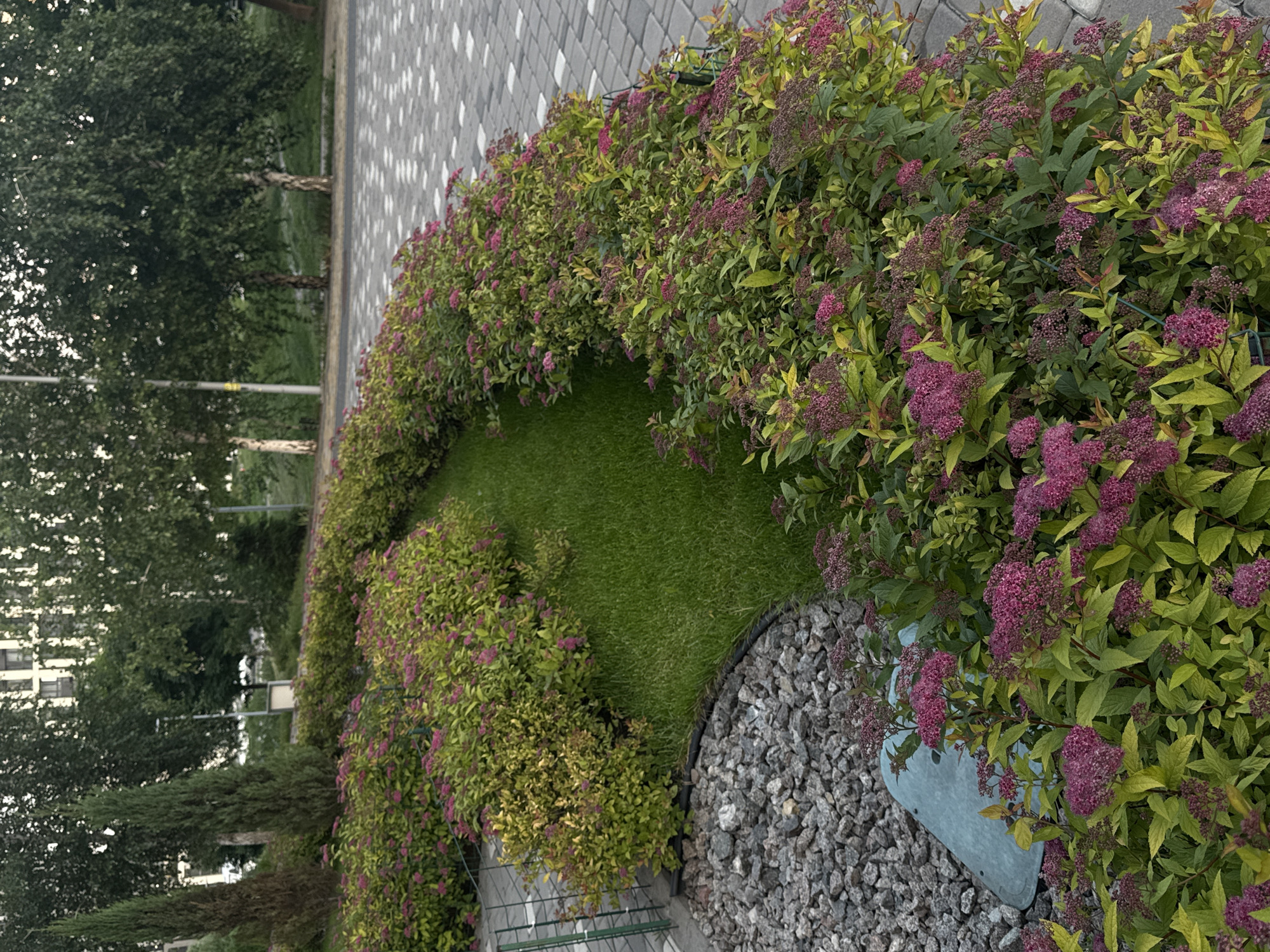 The image displays a vibrant, landscaped outdoor area, likely a public park or garden, within an urban or suburban setting. The main subject is a continuous, curved bed of flowering shrubs, possibly Spiraea japonica, characterized by numerous clusters of small purplish-pink blossoms and foliage that transitions from green to yellowish-green. This shrubbery frames a central patch of neatly mown green lawn.
Adjacent to the lawn and shrub bed, a winding path made of grey and white patterned paving stones extends into the background. On the other side of the lawn, the shrub bed borders a section filled with grey gravel, separated by a dark, thin edge. A small, light blue-green metal object is partially visible within the gravel, near the base of the flowering plants.
In the background, beyond the paved path, several large deciduous trees with dark green leaves and lighter-colored trunks stand tall, alongside more slender coniferous trees. Further back, parts of multi-story buildings with light facades and dark windows are visible, confirming an urban context. A subtle green wire fence can be discerned through the foliage in various spots.
The scene is illuminated by soft, diffused daylight, suggesting either an overcast sky or late afternoon conditions, as there are no harsh shadows. No people are visible, and no specific activities are taking place. There is no visible text in the image. The general impression is one of a well-maintained and aesthetically pleasing green space.