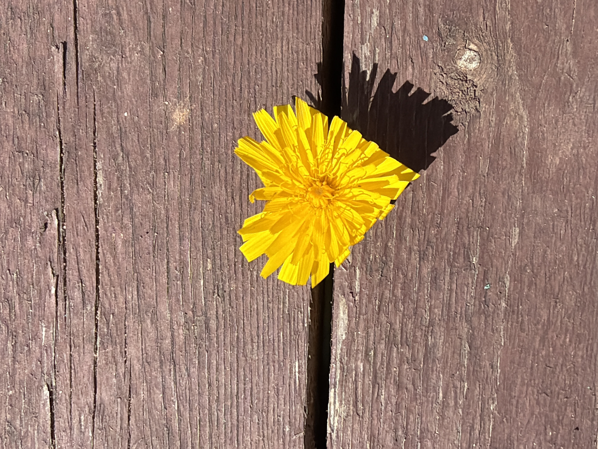 A yellow dandelion flower lies on a weathered, dark brown wooden surface. The surface appears to be planks of wood, with visible grain and some cracking. A dark shadow of the flower is cast to its right. The image is taken from a top-down perspective. There is no indication of a specific location in Chaikovsky, Russia.
