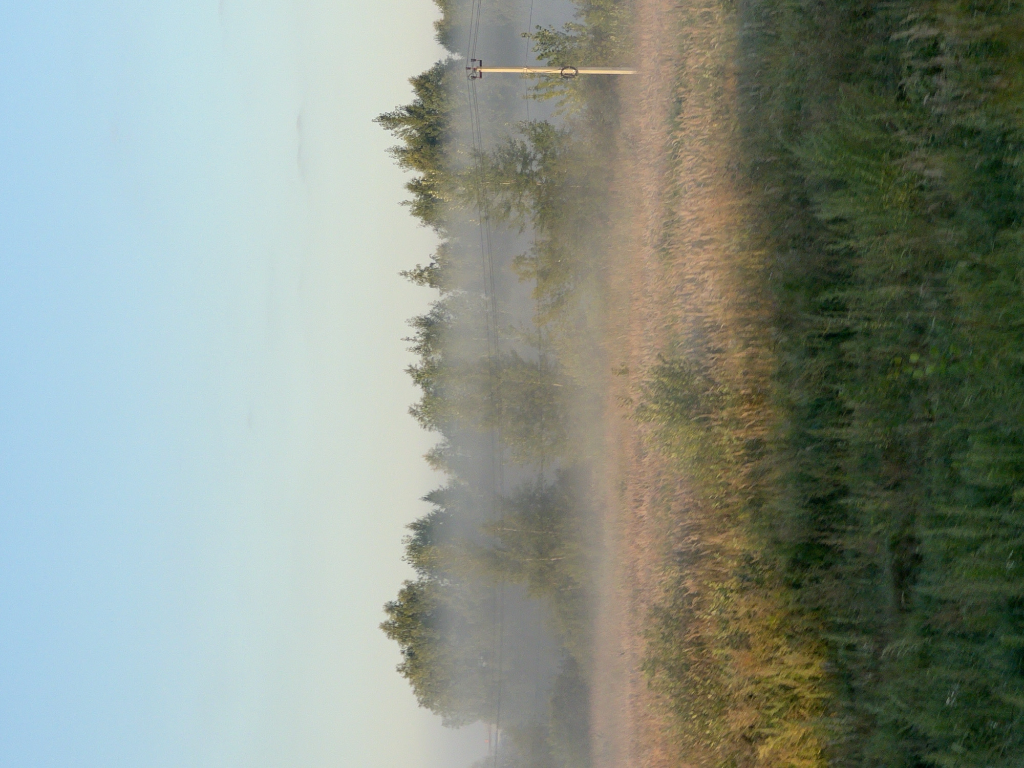This is a landscape photograph taken in Novosibirsk, Russia, at dawn. The image depicts a field of dry grass, possibly wheat or rye, bathed in the warm light of the rising sun. A thin layer of mist hovers over the field, partially obscuring the treeline in the background. The trees are a mix of deciduous and coniferous varieties, with some appearing to be birches. A utility pole with wires is visible on the right side of the frame. The sky is a clear, pale blue, transitioning to a lighter hue near the horizon. The overall impression is one of a tranquil, early morning rural scene.