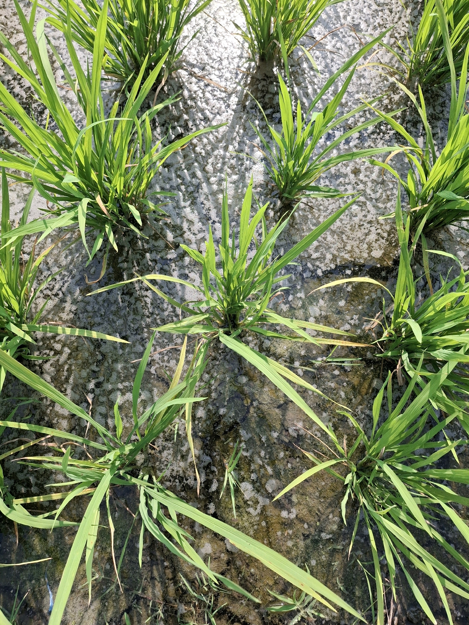 The image shows a close-up, overhead view of a flooded rice paddy in Lumajang, Indonesia. Several clumps of young, vibrant green rice plants are emerging from the murky water and muddy soil. The sunlight casts dappled shadows through the leaves and onto the water's surface, which is speckled with small bubbles. The scene is naturalistic and devoid of human presence.