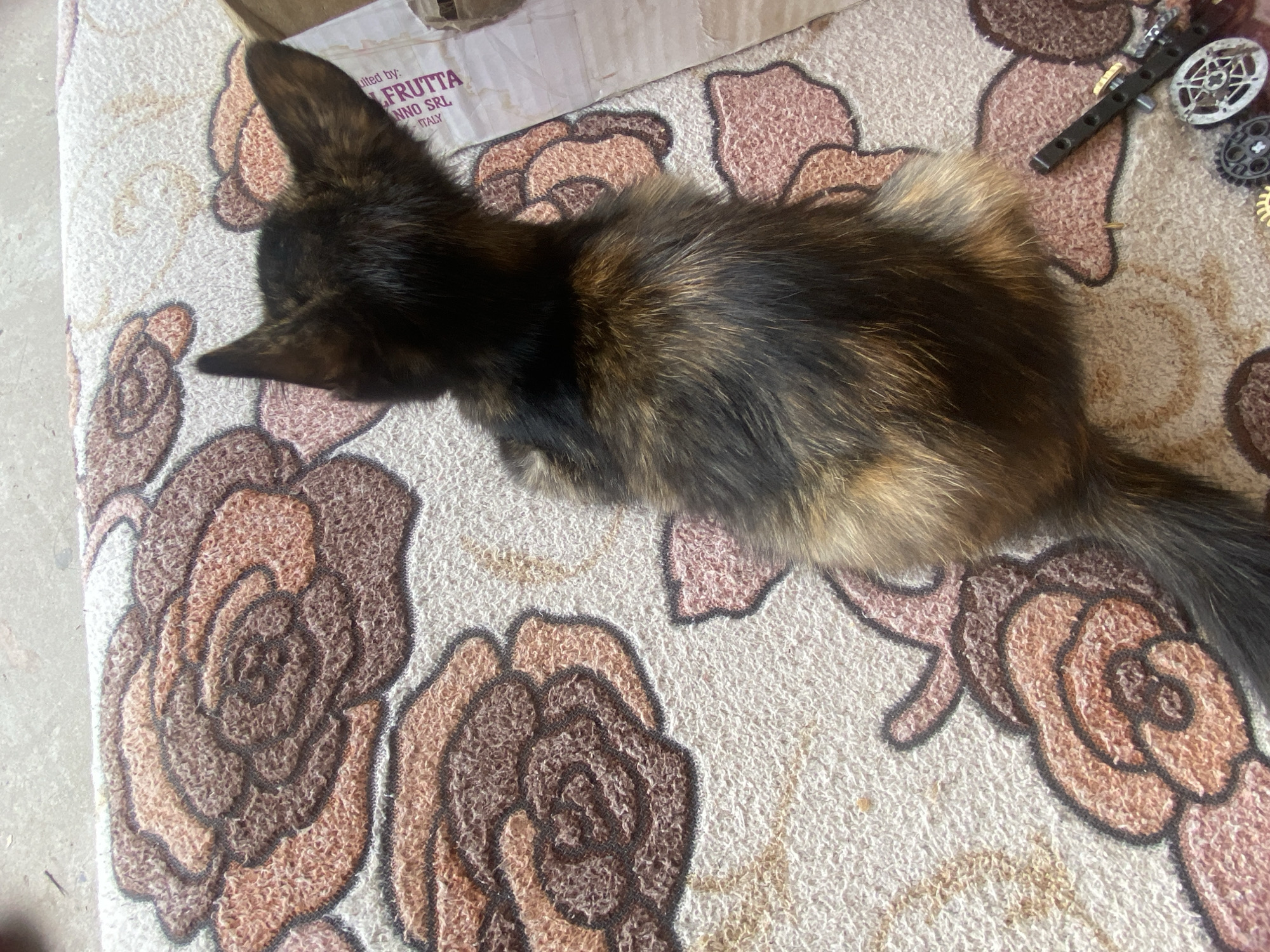 A tortoiseshell cat is lying on a rug with a floral pattern. The rug is light-colored with large pink and brown roses. The cat is positioned from the head to the tail, with its head facing left. It has patches of black, brown, and tan fur. A white cardboard box with text partially visible is behind the cat's head. The text on the box appears to be in Italian and includes "FRUTTA" and "ITALY". To the right of the cat, on the rug, are several small, black and silver toy gears or construction pieces. The scene appears to be indoors, possibly in a home in Horodca, Moldova.