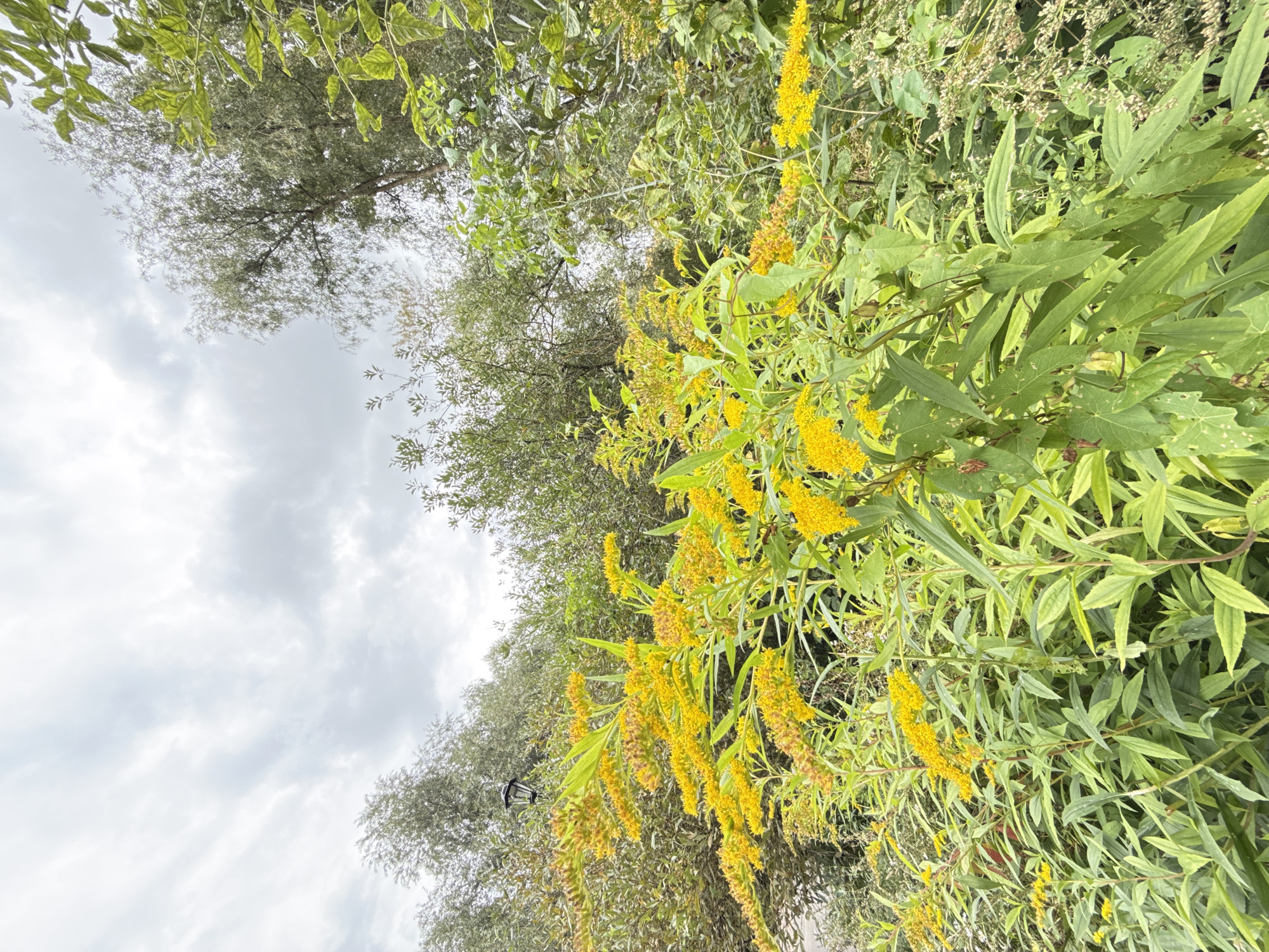 A medium shot photograph displays a cluster of tall, vibrant yellow flowers with elongated, feathery blooms against a backdrop of lush green foliage and a cloudy sky. The flowers, which appear to be goldenrod, dominate the foreground, their bright yellow blossoms contrasting with the muted greens and greys of the surrounding environment. In the mid-ground, a dark, vintage-style lamppost is visible, partially obscured by the leaves and branches of the plants. The background consists of dense trees with varied leaf textures and shades of green, leading up to an overcast sky filled with diffused light. The scene is an outdoor setting, likely a park or garden, with no people or animals present. The overall impression is one of natural beauty and tranquility. The specific location within Moscow, Russia, cannot be determined from the image alone.