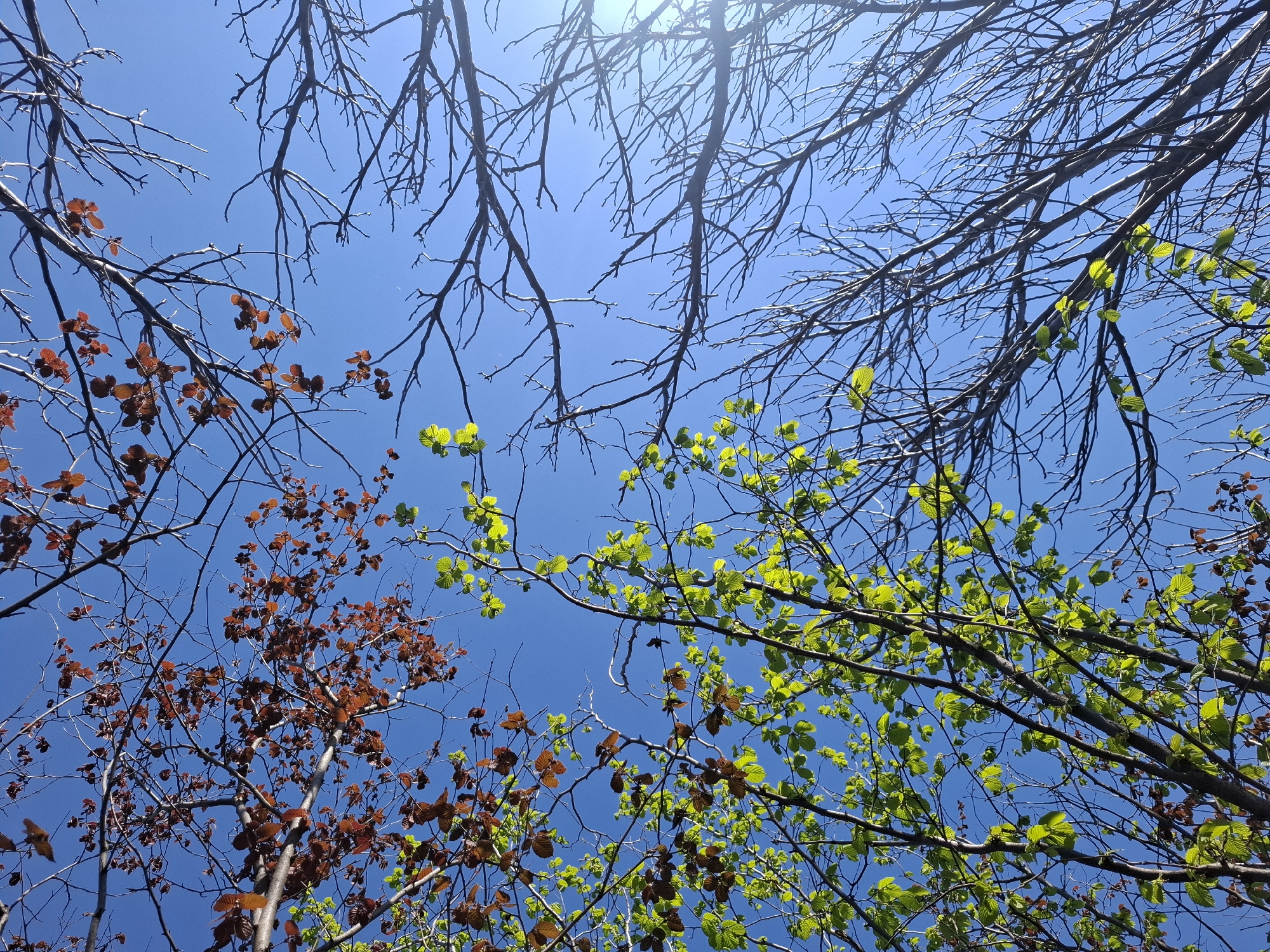 The image shows a view looking up through tree branches against a clear blue sky. Some branches are bare, while others have leaves that are either light green or reddish-brown. The sun is visible in the upper center of the image, creating a bright spot. The scene is likely outdoors, and the location of Khlevnoye, Russia is suggested. There are no people visible in the image.