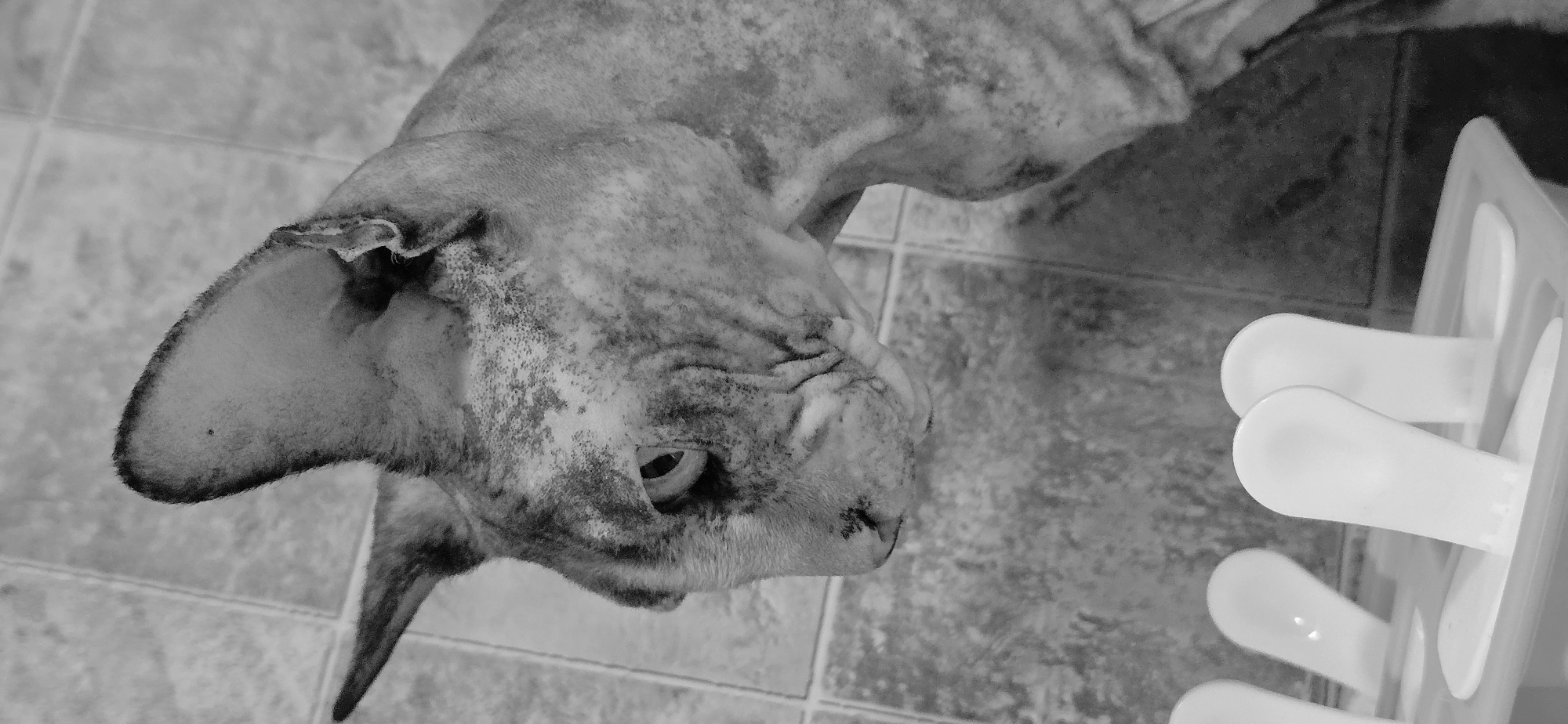 The image, captured in black and white, shows a close-up, profile view of a Sphinx cat. The cat's distinctive wrinkled skin and large ears are prominent. The cat is looking downwards, towards the bottom left of the frame, where several white popsicle molds are visible. The background appears to be a tiled surface, possibly a floor or countertop. The lighting suggests an indoor setting. The scene is set in Baku, Azerbaijan, though no specific landmarks or identifiers of this location are present within the frame itself.