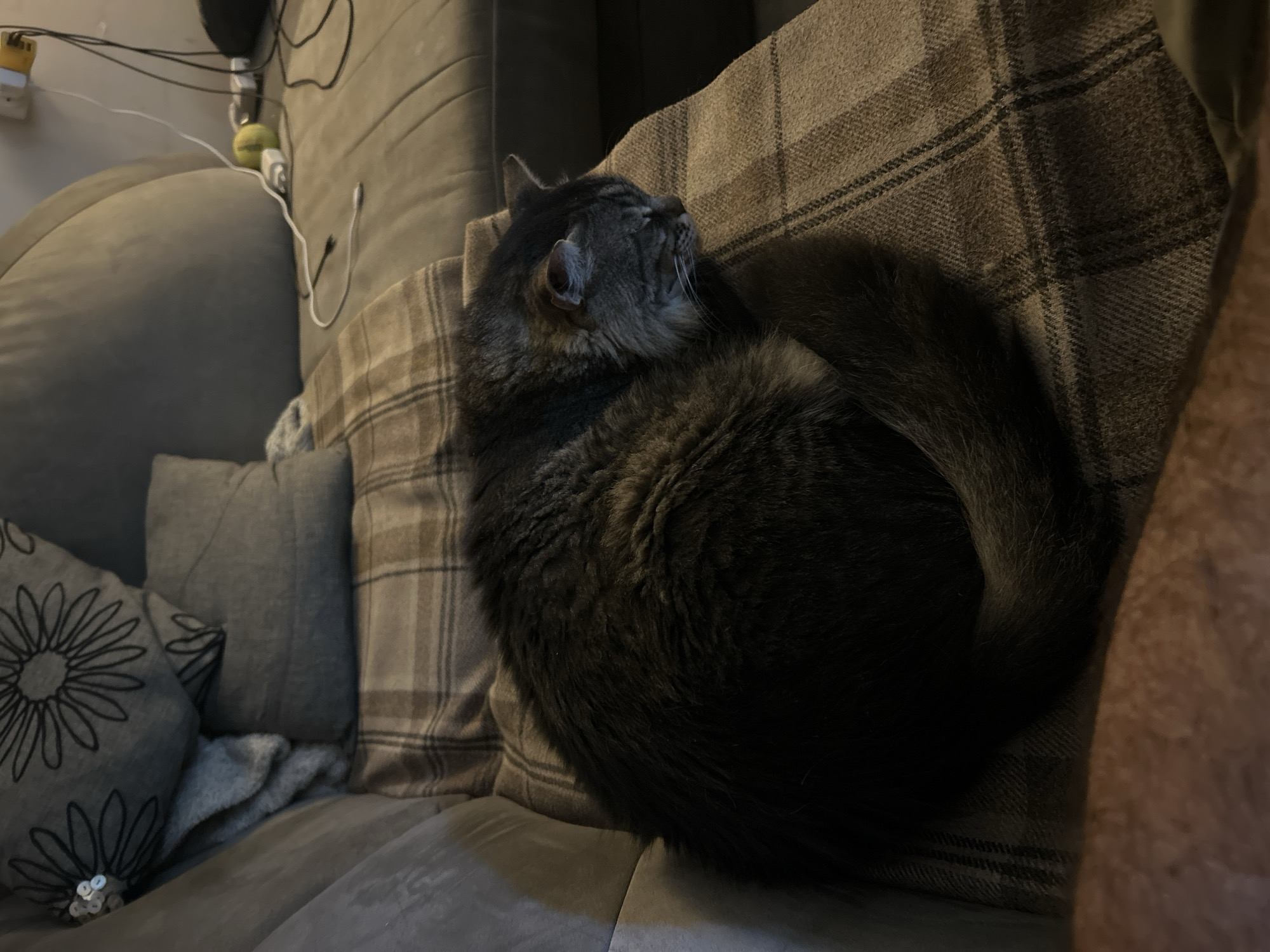 A fluffy, dark gray and brown cat is curled up asleep on a brown and beige plaid blanket, which is draped over a couch. The cat is positioned in the center of the frame, with its head tucked into its body. The couch appears to be a sectional, and there are several throw pillows on it. One pillow has a floral pattern in black outline on a gray background. To the right of the cat, some electrical cords and a yellow power adapter are visible, suggesting the couch is near a power outlet. A small yellow object, possibly a ball, is also on the couch. The lighting in the room is dim, suggesting it is evening or the blinds are closed. The image does not provide any information to indicate its location in Ramla, Israel.