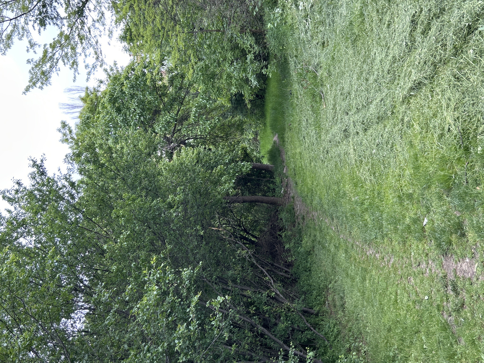 The image depicts a narrow dirt path winding through a lush, green landscape. The path is flanked by dense vegetation on both sides, including trees, shrubs, and tall grasses. The left side of the path is dominated by a thicket of trees with abundant green foliage, while the right side is covered in tall, feathery grasses. The sky is visible in the upper left corner, suggesting an overcast day. The overall impression is that of a natural, overgrown area within the city of Unknown, Unknown.