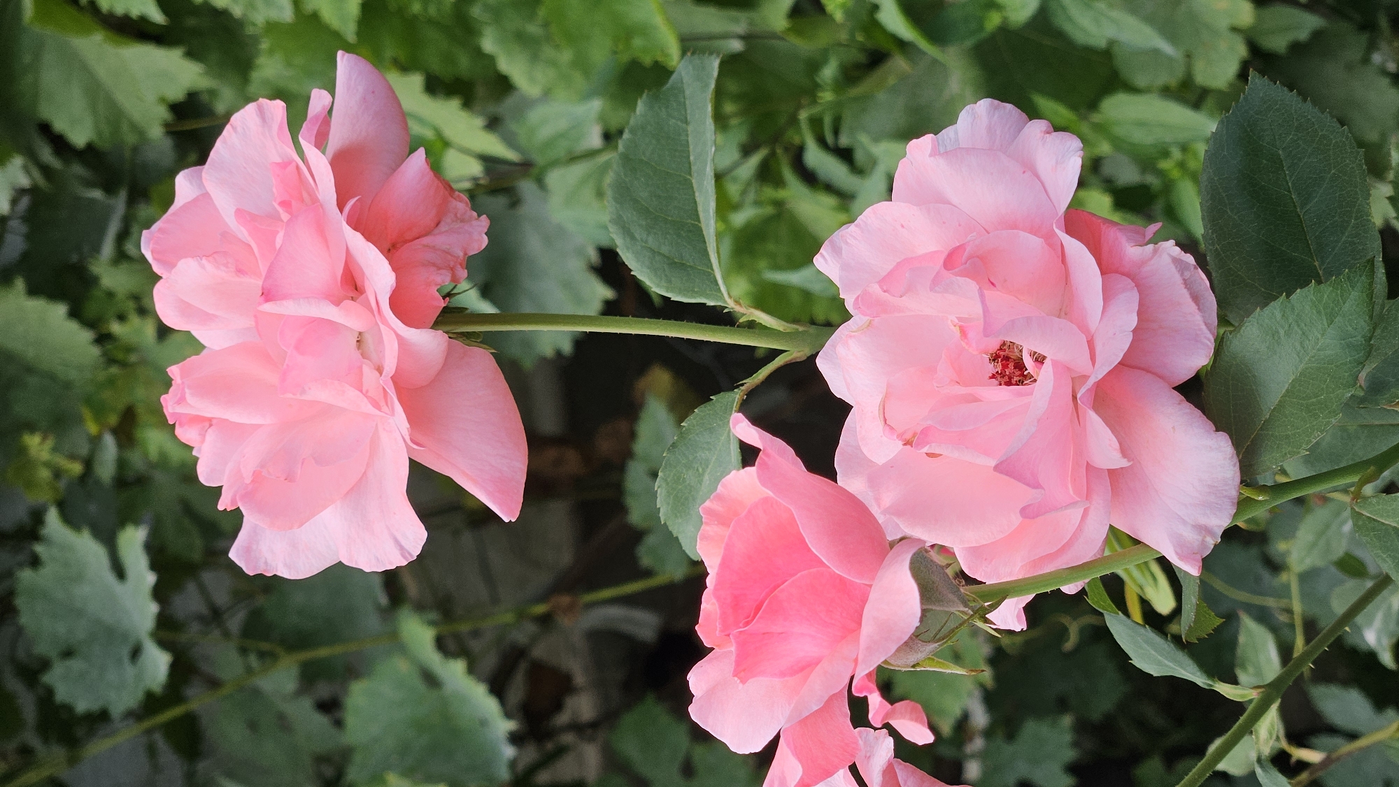 A close-up shot captures a cluster of three fully bloomed pink roses, with a fourth bud visible on the left. The roses are the primary focus, their delicate petals unfurling in varying degrees of openness. The background consists of lush green foliage and stems, creating a natural and vibrant setting. The lighting is soft, highlighting the textures and contours of the rose petals. The image's composition draws the viewer's eye to the flowers, showcasing their beauty and intricate details. The location is in Parushino, Kazakhstan.