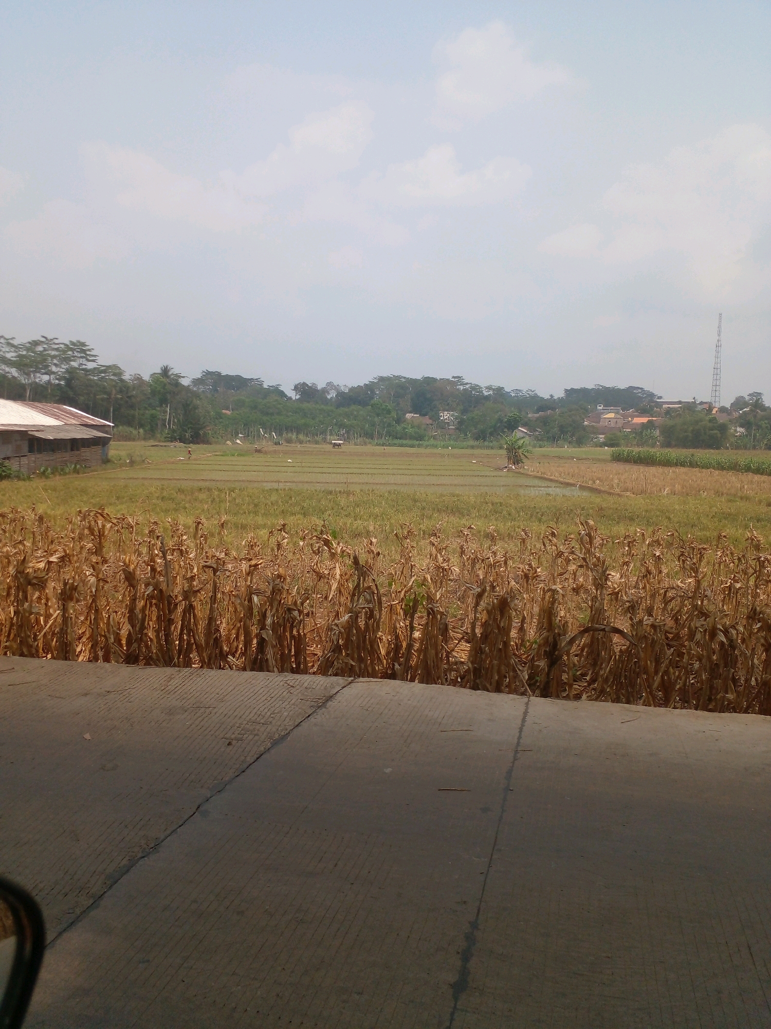 The image depicts a rural landscape in Banyuputih, Indonesia. In the foreground, a dry cornfield with withered stalks occupies the lower half of the frame. Beyond the cornfield, a rice paddy with patches of water and dry soil is visible. A simple building with a corrugated metal roof is situated to the left of the paddy. In the background, a dense line of trees separates the agricultural land from a small village with houses and a distant telecommunications tower. The sky is overcast with scattered clouds. The scene suggests a dry season in a tropical region.