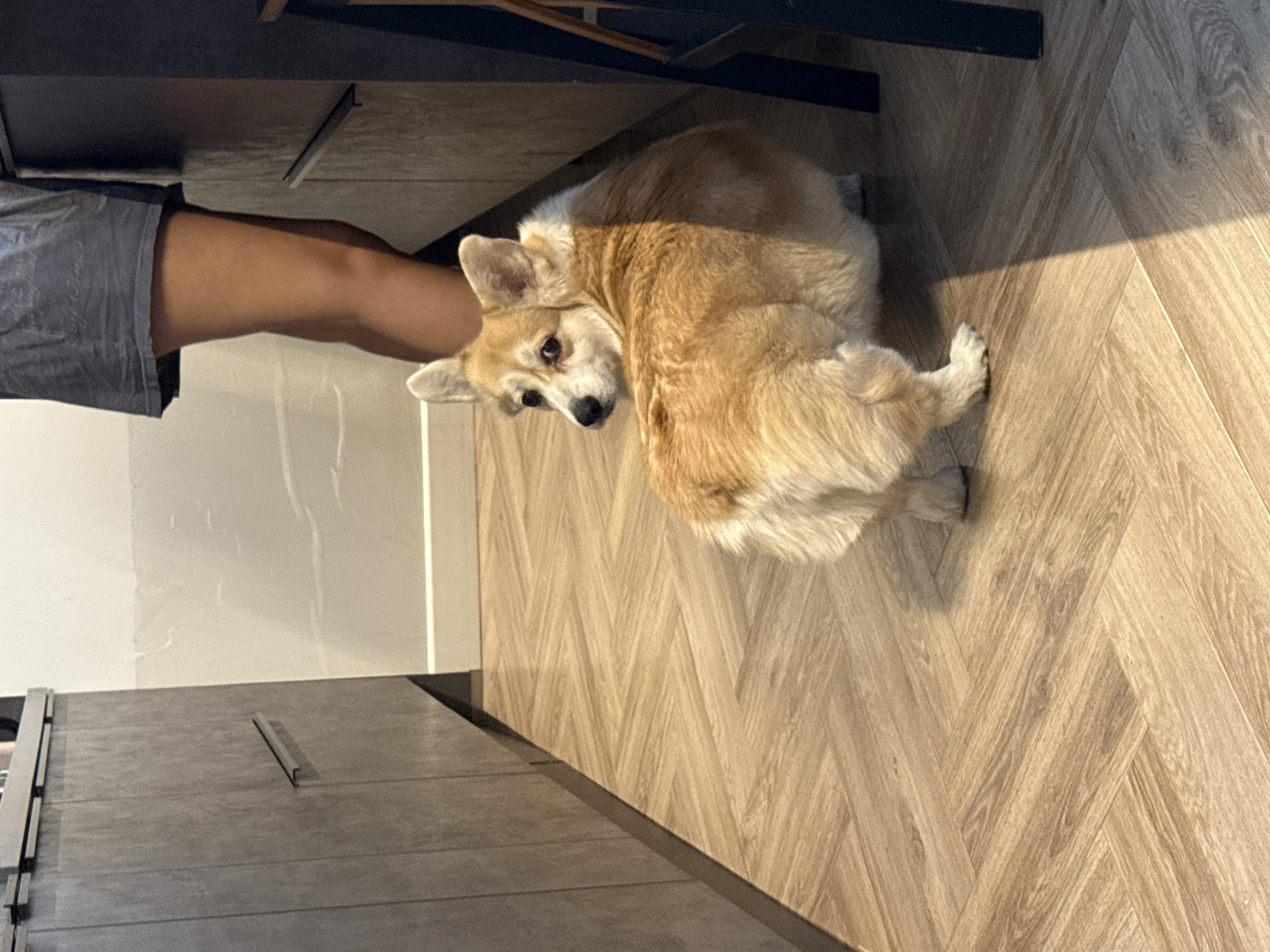 A medium shot depicts a corgi dog lying on a herringbone-patterned wooden floor. The dog is positioned between a person's leg, clad in gray shorts, and what appears to be a grey cabinet or shelf. The dog is looking up and to the left of the frame. The location is likely indoors, but the city of Krasnoyarsk, Russia is not evident from the scene.