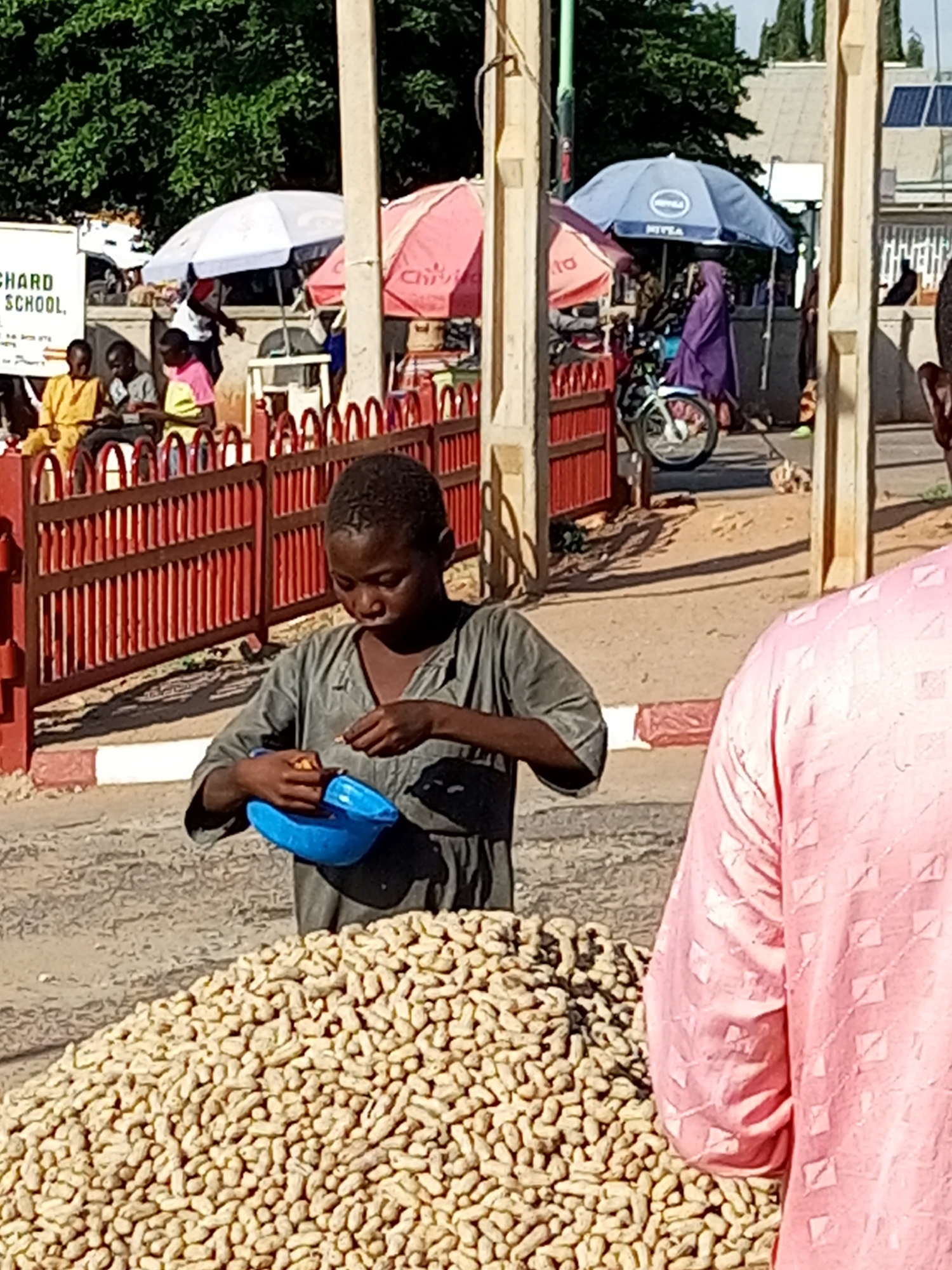 This media file captures a vibrant street scene, likely in Gombe, Nigeria, during daylight. The central focus is a young boy, dressed in a muted grey garment, holding a bright blue bowl. He appears to be sorting or preparing something within the bowl, his attention drawn downwards. In the foreground, a large mound of peanuts, still in their shells, spills out of view, suggesting a market or roadside stall.
Behind the boy, a red fence delineates a pathway, and beyond that, several other individuals are visible. To the left, a sign with visible text in English reads "CHARD SCHOOL," hinting at the proximity of an educational institution. Several market umbrellas provide shade, including a white one and a prominent blue Nivea-branded umbrella. A motorcycle is parked near the blue umbrella, and a person wearing a purple garment stands behind it. The overall atmosphere appears to be that of a busy, active marketplace. The sunlight suggests a warm day, and the scene is filled with the everyday commerce of the community. The emotions are difficult to ascertain definitively, but the boy's focused posture and the general bustle of the market suggest a typical day.