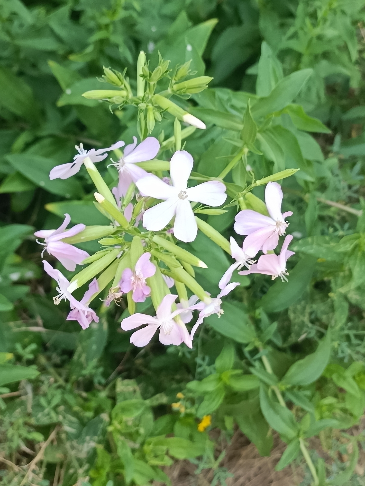 A close-up, vertical, eye-level shot captures a cluster of light pink and white flowers with green stems and buds against a blurred backdrop of green foliage. The flowers have delicate, often four-petaled blooms, some fully open and others still developing or partially closed. A few tightly furled green buds are visible at the top of the cluster. The background is a dense, out-of-focus expanse of varying shades of green leaves and stems, suggesting a natural, outdoor setting such as a garden or park. The lighting appears diffused, creating soft shadows and highlighting the translucent quality of the petals. The image is sharpest on the flowers and their immediate stems, with the surrounding vegetation progressively blurring further away. The location is Unknown, Unknown.
