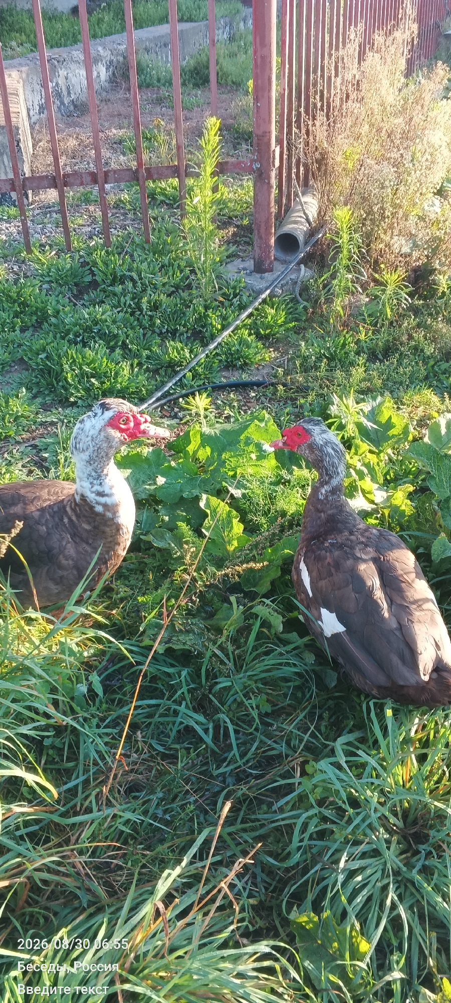 Memory