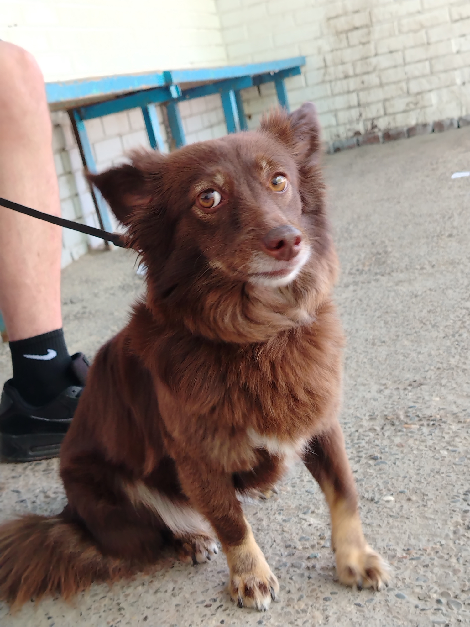 A medium-sized domestic dog with long, reddish-brown fur, brown eyes with amber irises, and a pinkish-brown nose is centrally positioned, sitting on a light grey granular pavement. The dog has visible lighter fur patches on its chest and paws and is looking directly forward. A black leash extends from the dog's collar area towards the upper left, where a partial view of a human left leg is visible. The leg wears a black athletic shoe with a white sole and a black sock displaying a white Nike swoosh logo. The background consists of a distressed light-colored brick wall in the mid-ground, surmounted by a light blue metal framework, possibly a bench or railing structure. The scene is illuminated by natural light in the city of Noviy, Russia.