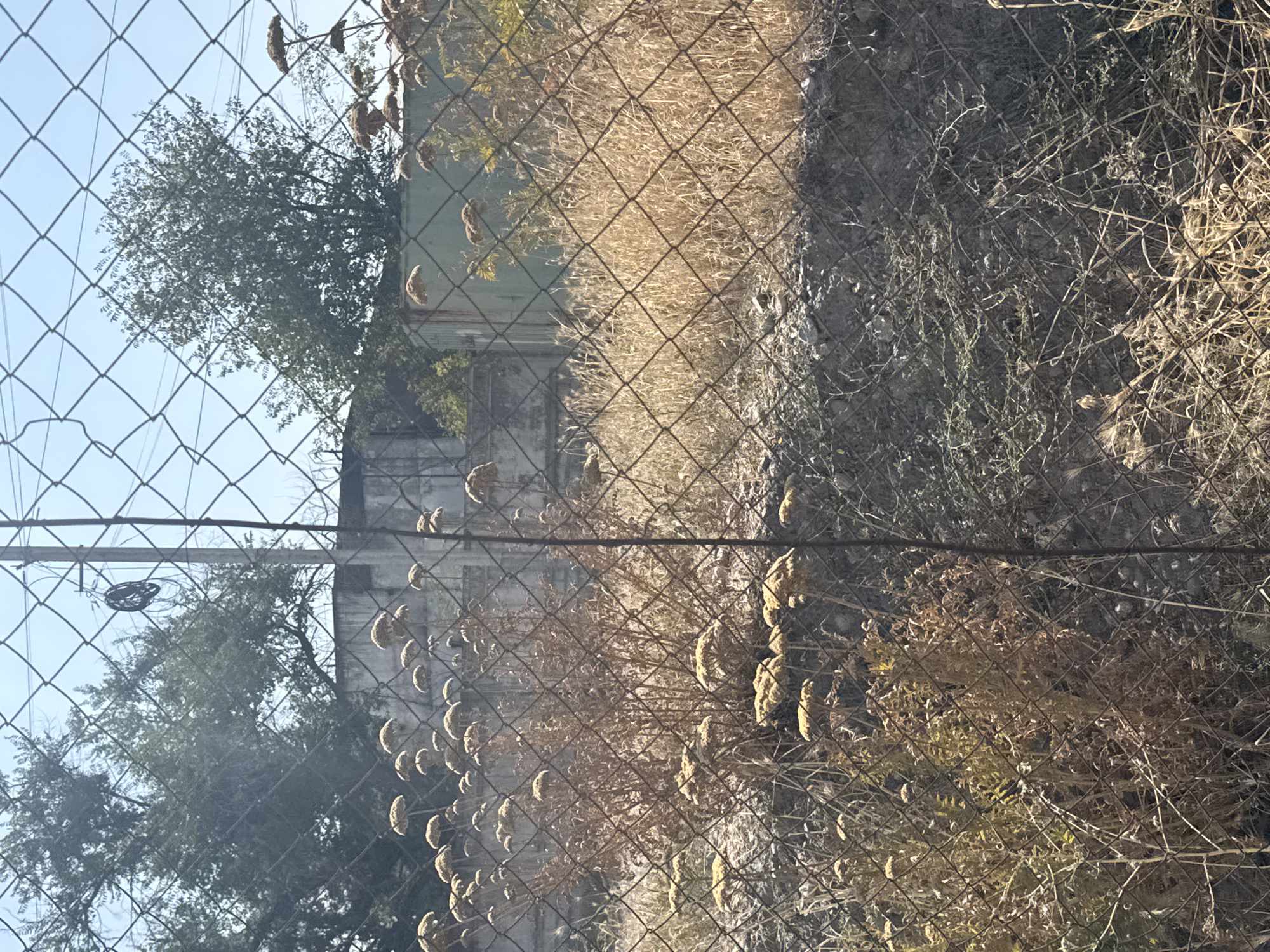 A chain-link fence obstructs the view of a dry, unkempt landscape in Bishkek, Kyrgyzstan. The foreground is dominated by desiccated, yellowed plants with umbrella-like seed heads, interspersed with dry grasses and thorny branches. Behind the fence, a concrete wall runs horizontally across the middle ground, partially obscured by more dry vegetation and a tall, spindly tree with sparse green leaves on the left. Further back, a large, light green shipping container or industrial structure is visible, with more trees and vegetation behind it. The sky above is a clear, bright blue, with a power pole and wires cutting across the upper portion of the image. The overall impression is one of neglect and arid conditions.