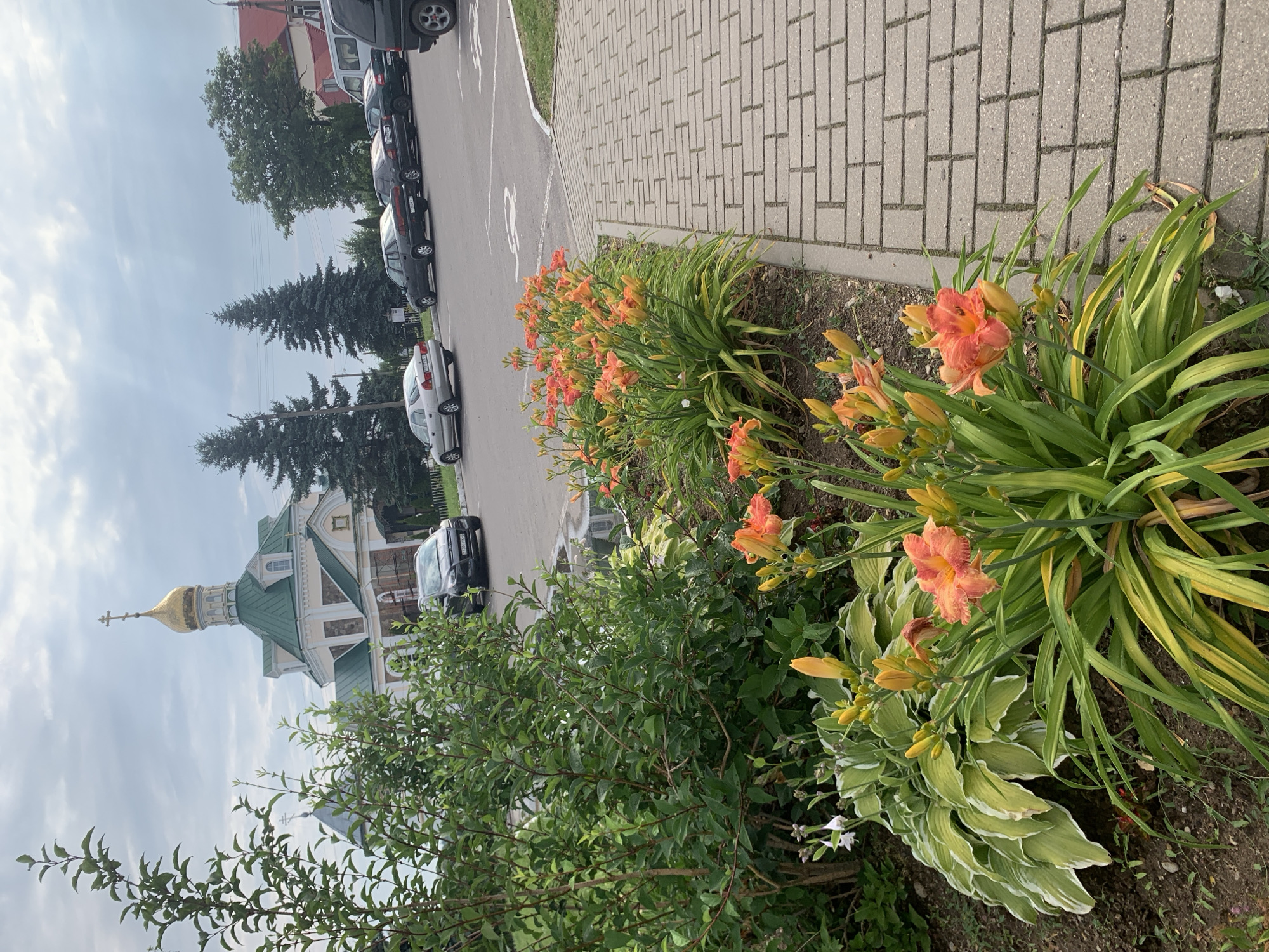 An outdoor, eye-level, medium shot shows a pathway paved with grey bricks on the right. To the left of the pathway, there is a flowerbed with vibrant orange lilies in bloom and several buds. Behind the lilies is a large green bush. In the background, a cream-colored church with a green roof and a golden dome stands under a cloudy sky. Several cars are parked in a lot to the right of the church. The church is located in Kapyĺ, Belarus.