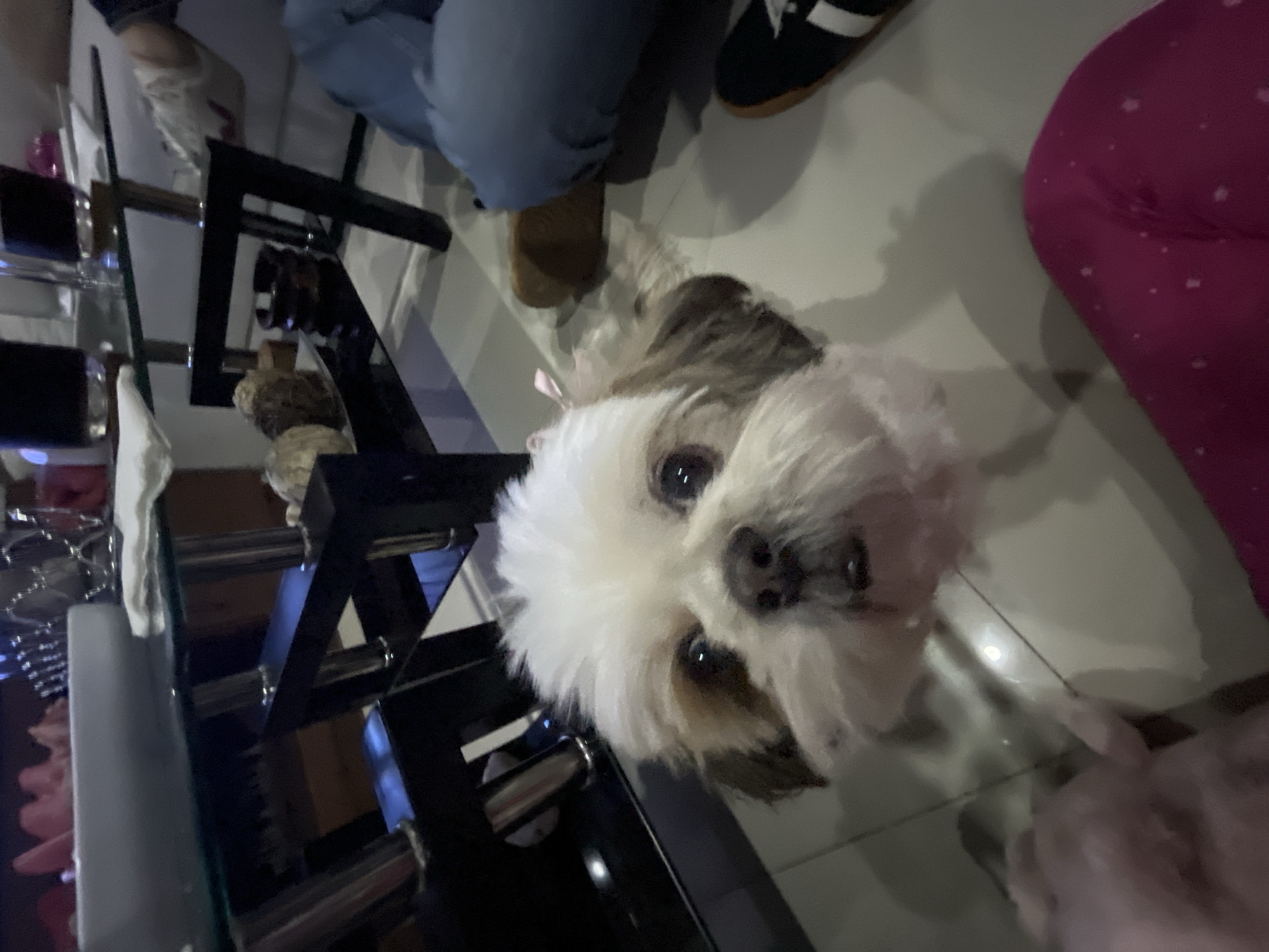 The image shows a close-up view of a Shih Tzu dog looking up at the camera. The dog has white and brown fur. A glass table is partially visible on the left side of the image. A person wearing jeans and another wearing pink patterned pants are partially visible in the upper and right portions of the image, respectively. The location is presumed to be in San Bernardino Tlaxcalancingo, Mexico.