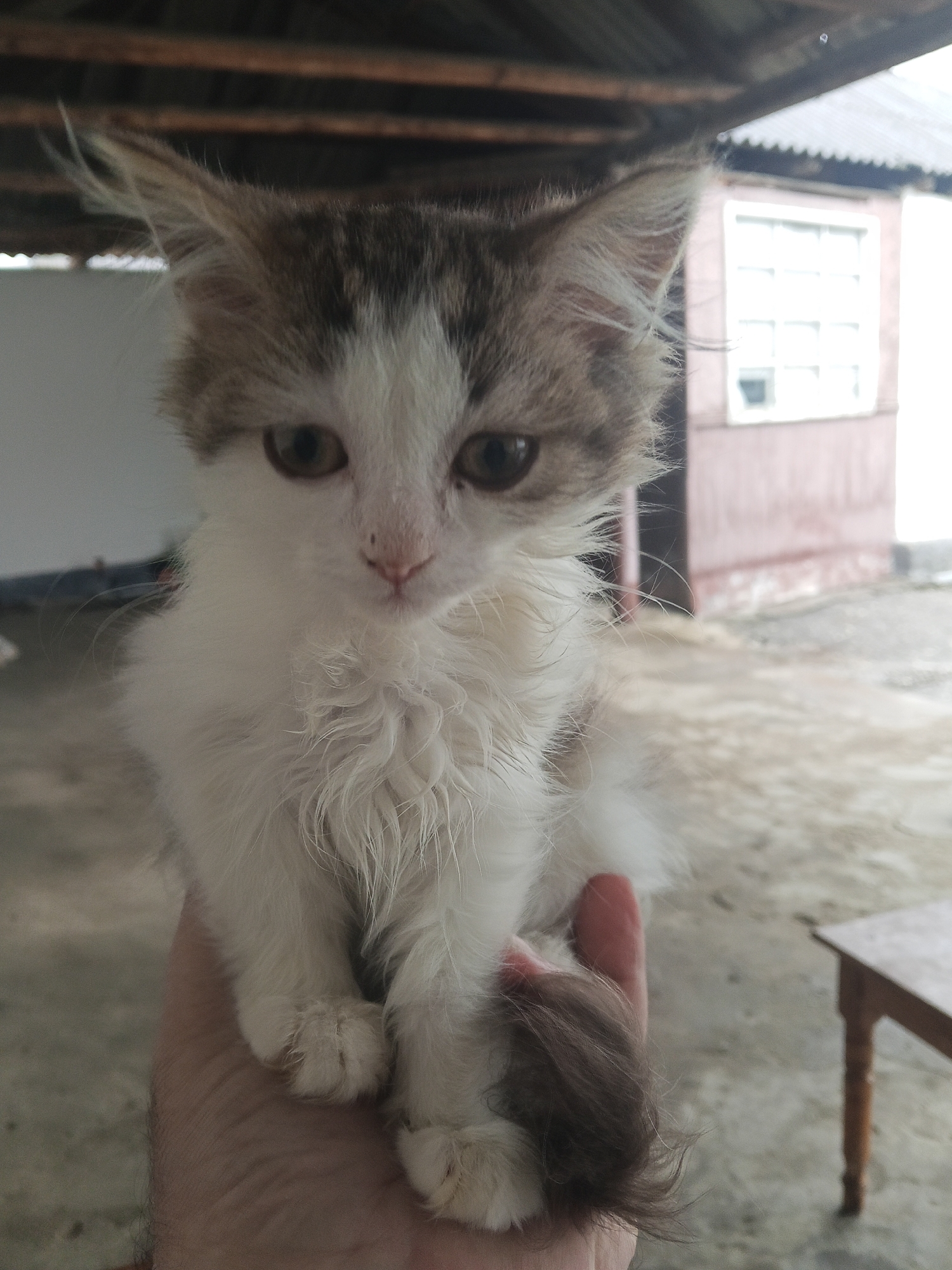 A fluffy kitten, predominantly white with tabby markings on its head and tail, sits in a person's hand. The kitten has large, curious eyes and a small pink nose. Its fur is long and somewhat disheveled, giving it a wild appearance. The kitten's tail, a dark brown color, curls around its body. The background suggests an outdoor setting, possibly a yard or patio area, with a concrete floor and a rustic wooden structure overhead. In the distance, a building with windows is visible, along with a wooden table on the right side of the frame. The lighting indicates it could be daytime, though the sky is not visible. The overall scene conveys a sense of tenderness and innocence, with the kitten appearing calm and comfortable in the person's hand. There is no visible text in the image.