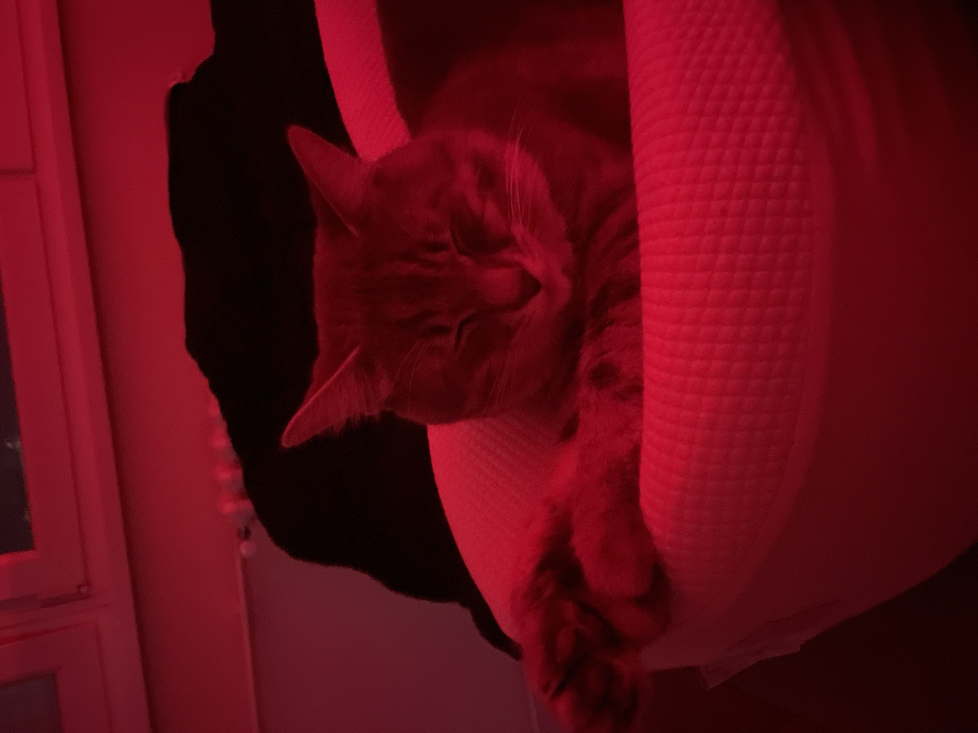 A cat is sleeping in a cat bed. The location is inferred to be in Novi Sad, Serbia. The image is dominated by red lighting. The cat appears to be a tabby. Part of a window frame is visible in the background. A dark object, possibly clothing, is behind the cat bed. The cat's paw is hanging over the edge of the bed. The bed has a quilted or textured surface.