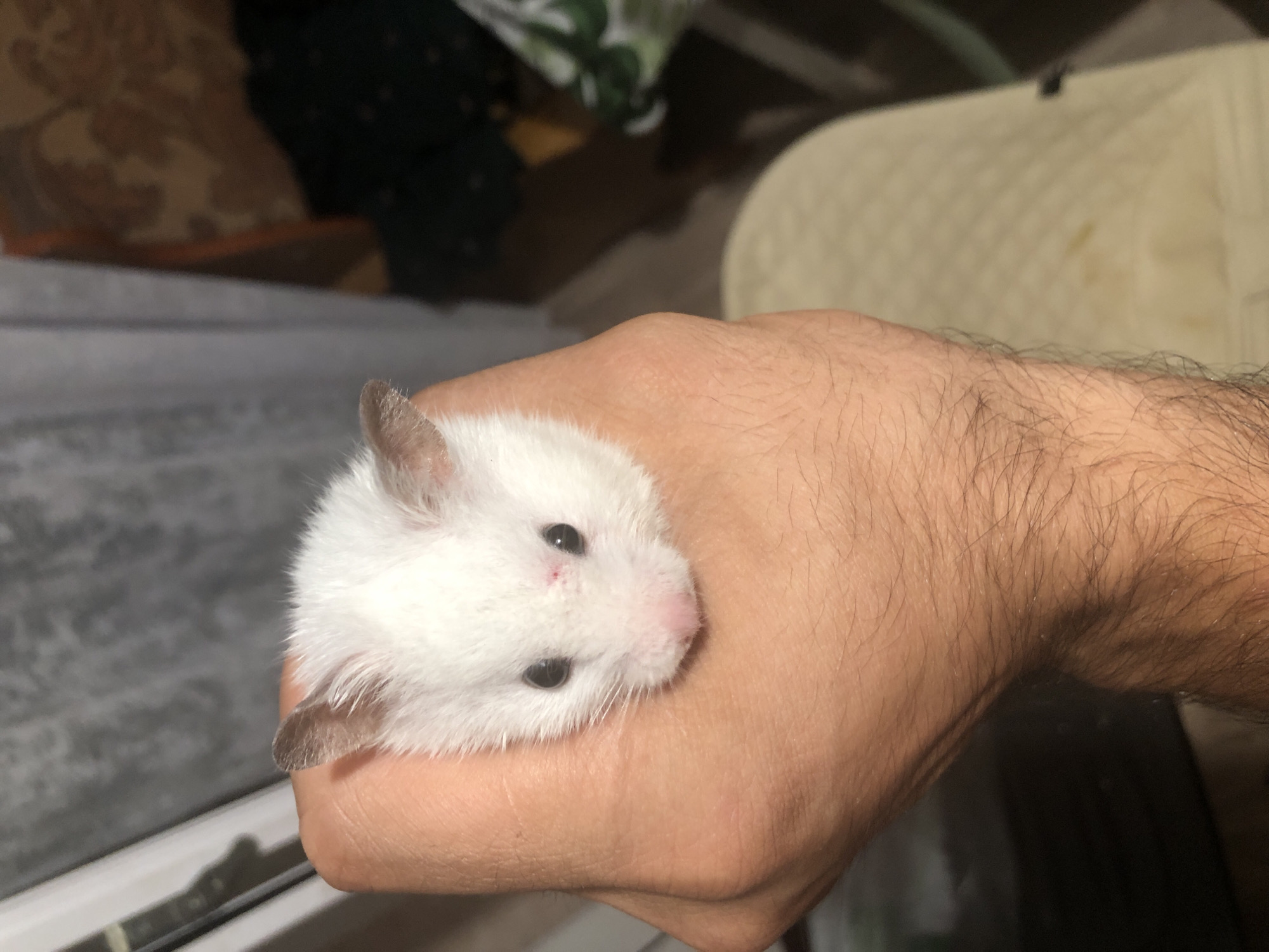 A white hamster is held in a person's hand. The hamster has black eyes, a pink nose, and small ears. The hand is visible from the wrist to the fingers. The background is blurred, showing a curtain and furniture. The location is not specified.