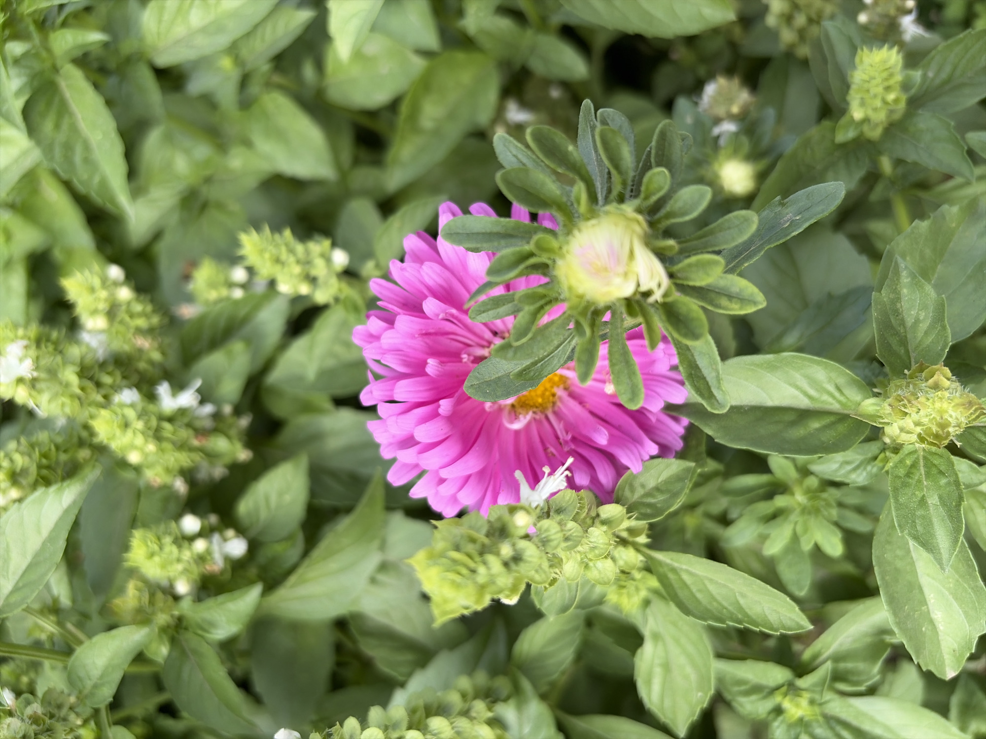 This is a close-up, eye-level shot of a vibrant pink aster flower blooming amidst lush green foliage. The aster is the dominant subject, its delicate petals unfurling around a yellow center. To its right, a green bud is partially open, showing hints of white petals within. The surrounding leaves are a deep green, some with a slightly lighter hue, and appear to be part of a herbaceous plant, possibly basil given the shape of the developing flower spikes. The overall impression is one of natural beauty and growth. The image was taken in Oxentea, Moldova, suggesting a temperate climate where such flowers and plants would thrive. There are no people or animals visible in the image. The lighting is natural and diffused, creating soft shadows and highlighting the textures of the petals and leaves.