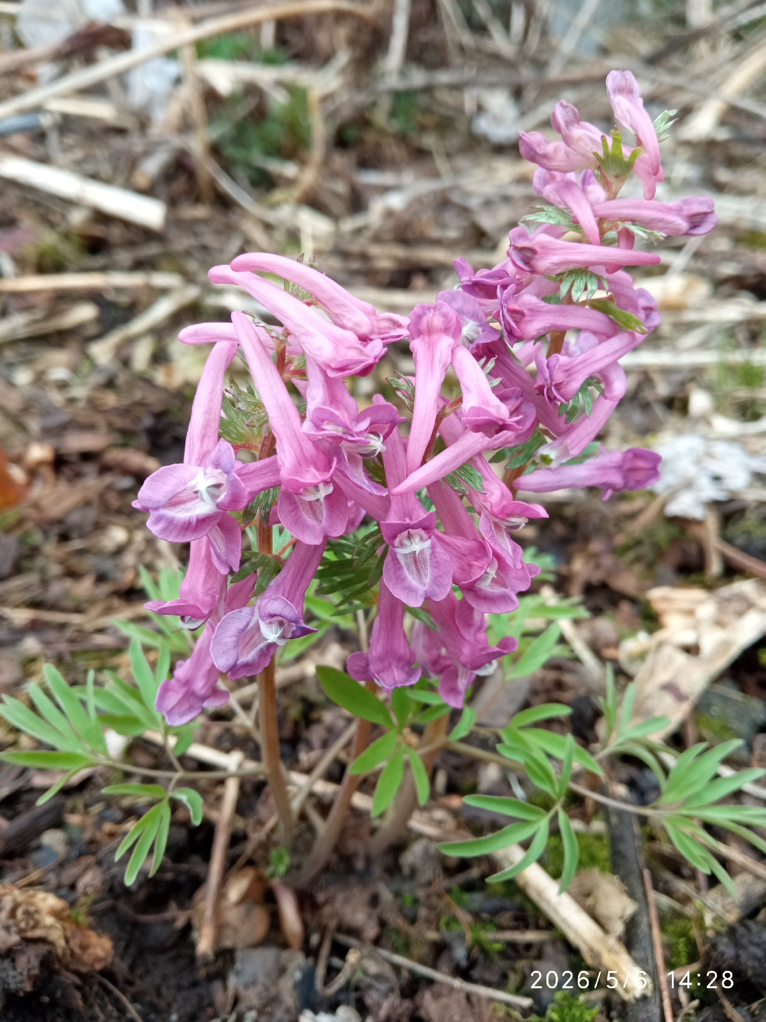 The image shows a cluster of Corydalis solida flowers with pink-purple spurred petals, set against a backdrop of decaying leaves, twigs, and some moss. The green leaves of the plant are compound, with deeply divided leaflets. The flowers grow on multiple stems rising from the base. The location is likely near Сорокино (дачный Поселок) (манский), Russia, as the image timestamp indicates a future date. There are no people visible.