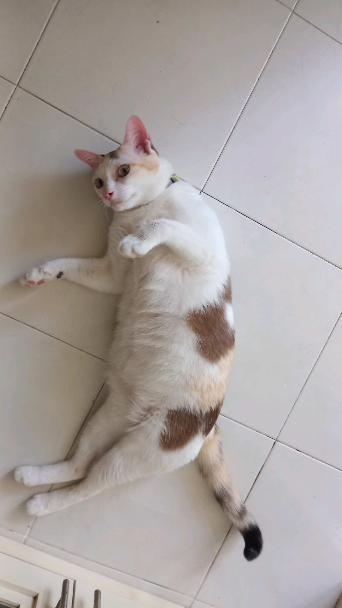 An overhead, eye-level shot shows a calico cat lying on its back on a tiled floor, in Ko Pha-ngan District, Thailand. The cat is mostly white with large patches of brown and tan fur. Its front paws are resting near its chest, and its back legs are splayed out. The cat's tail is partially visible, with a dark tip. The floor is made of large, square, light-colored tiles. The lighting suggests daytime.