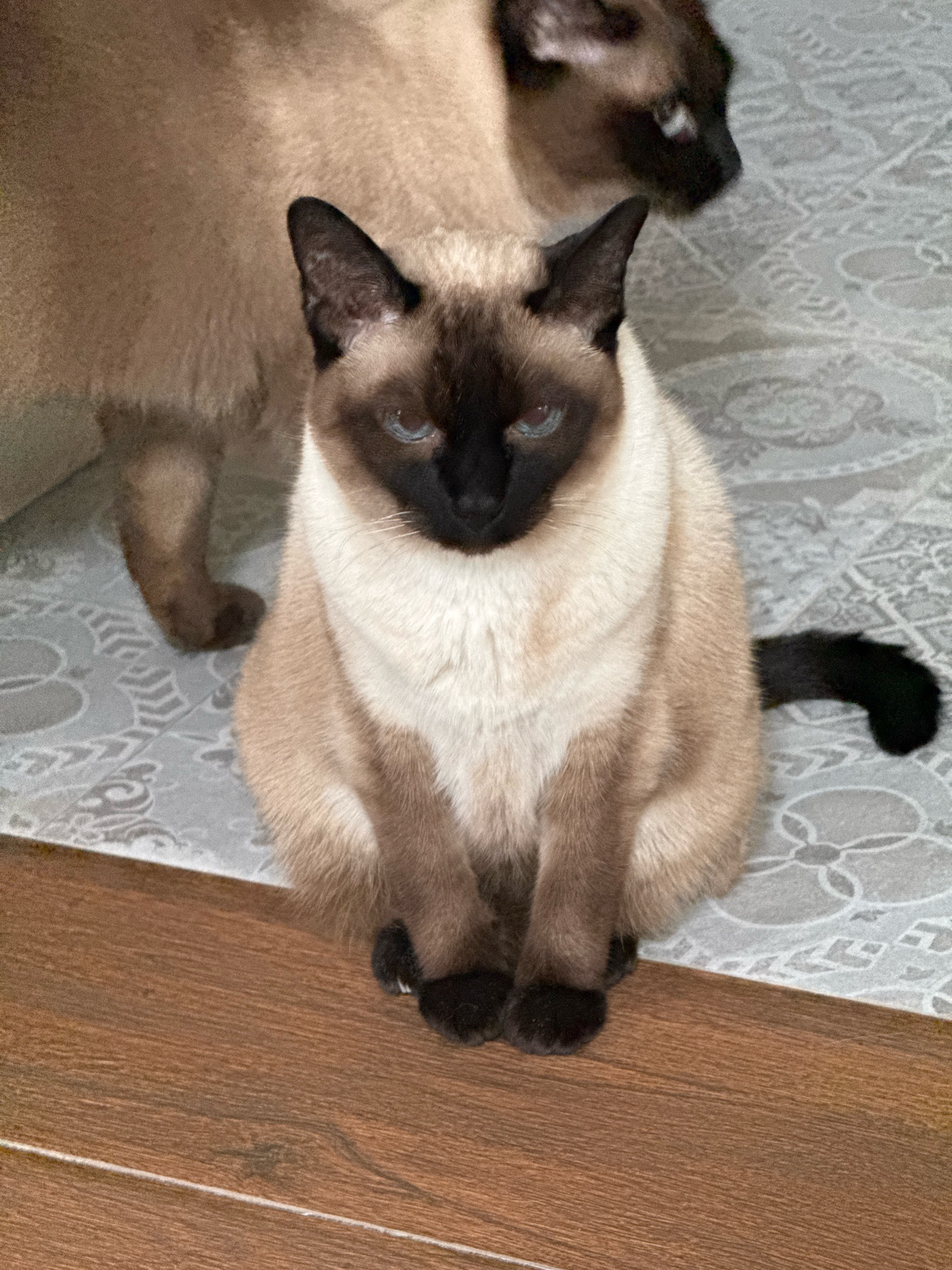 A Siamese cat is sitting on a patterned rug in front of a wooden floor. The cat has a dark brown face, ears, and paws, with a lighter cream-colored body. Its eyes are blue. Behind the foreground cat, another cat is visible, mostly its hindquarters, with fur of a similar color. The rug has a light gray background with a repeating floral or decorative pattern. The wooden floor is made of planks with visible grain. The environment appears to be indoors, likely a residential setting. There are no people present in the image. The cat in the foreground is looking directly at the camera. The scene is brightly lit.