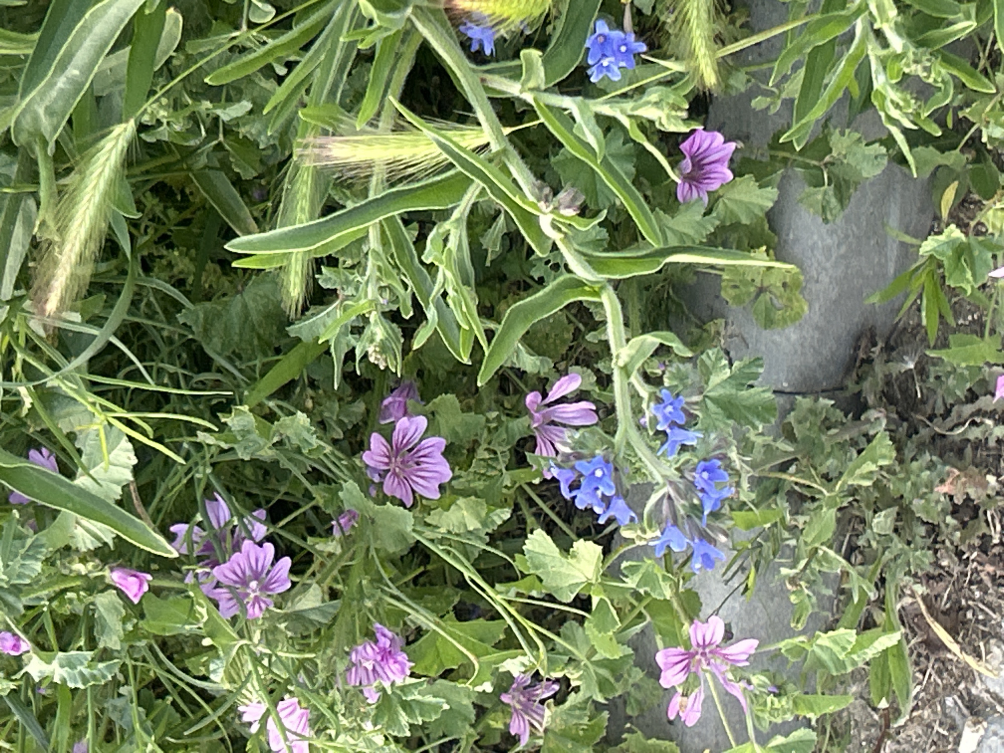 The image shows a ground-level view of an area with various plants and flowers. Several lavender and blue flowers are interspersed among different types of green foliage. Some leaves show variegation with lighter green edges. Wheat-like stalks are also visible. A gray, hard surface, likely concrete or stone, is visible at the top right. The specific location in the city of Unknown, Unknown is not discernible from the image.